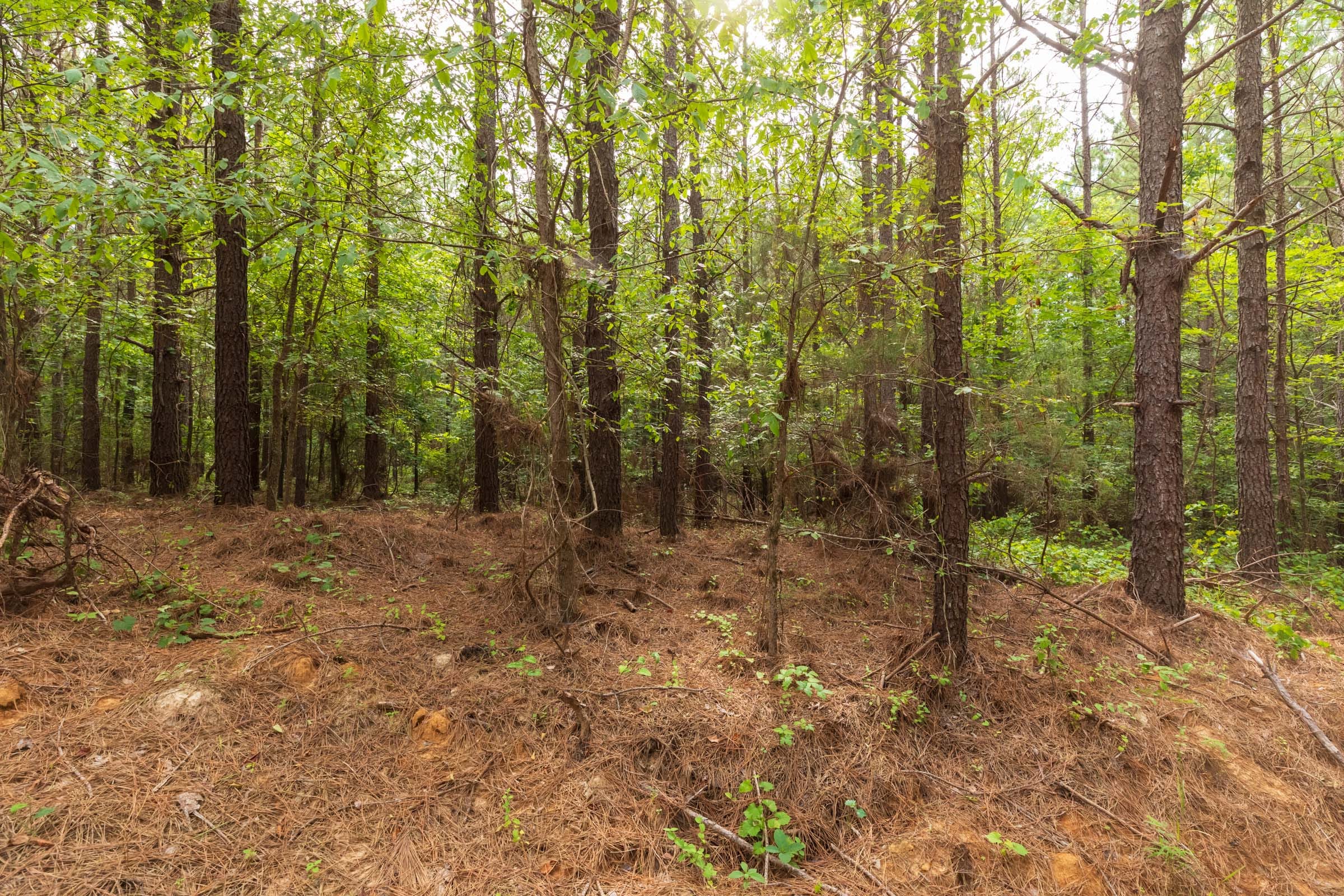 Whiskey Ridge Tract 20 photo 6