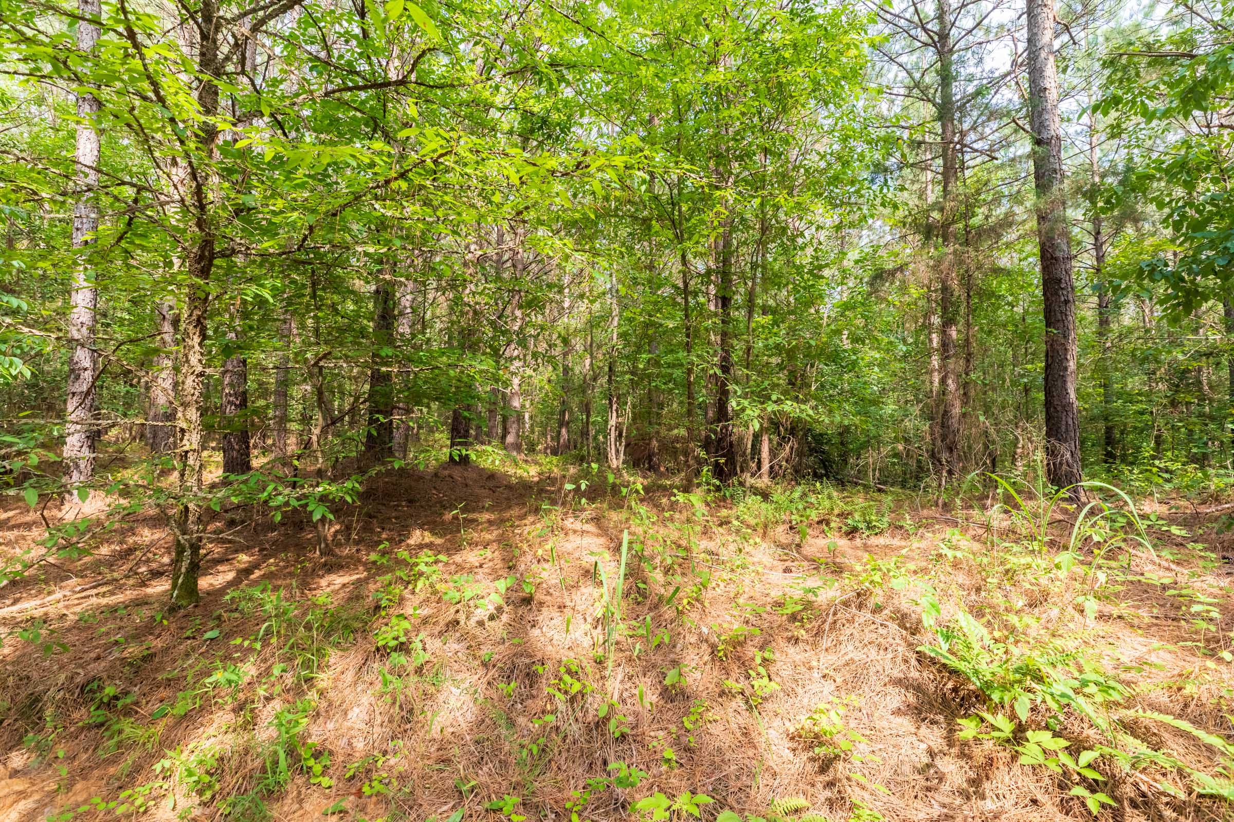 Whiskey Ridge Tract 20 photo 8