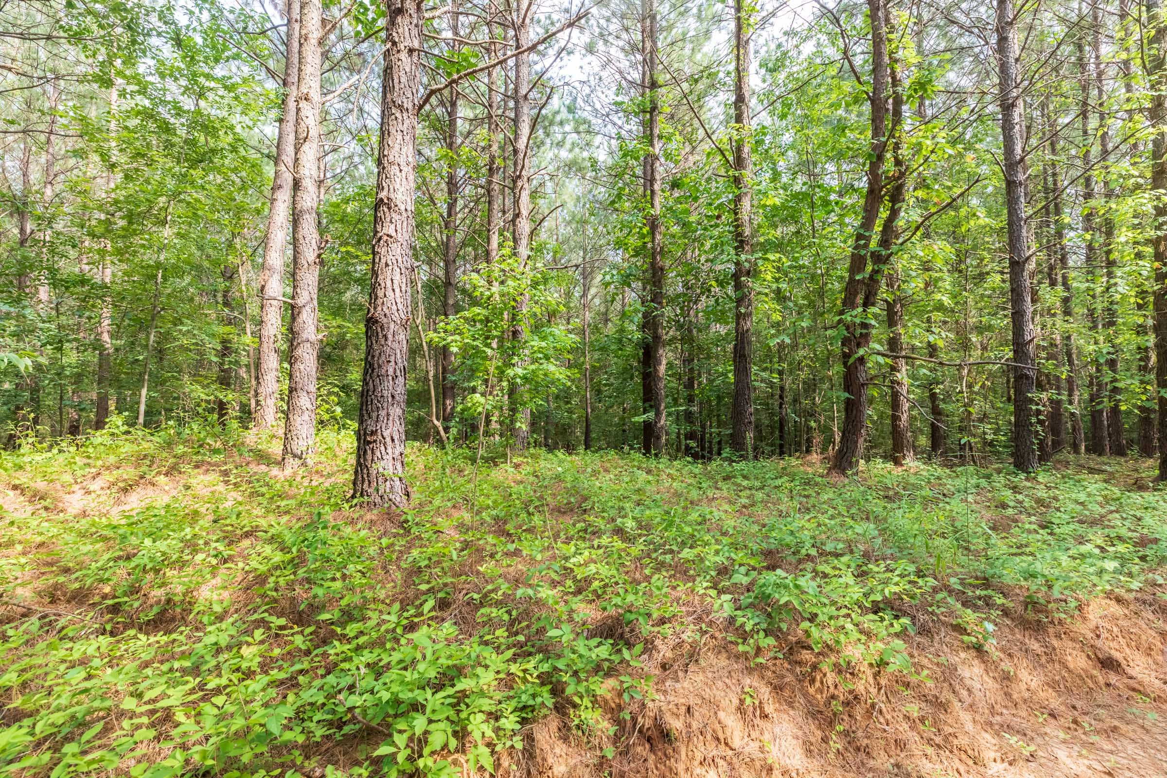 Whiskey Ridge Tract 20 photo 9