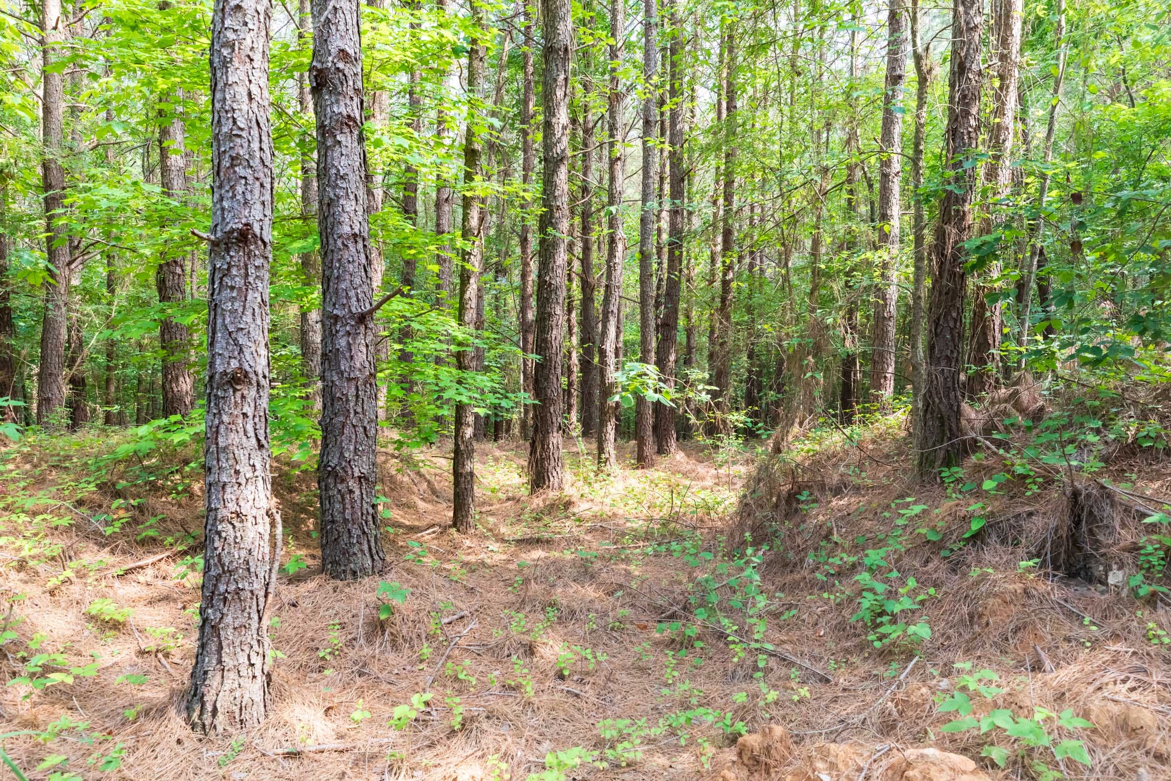 Whiskey Ridge Tract 20 photo 7