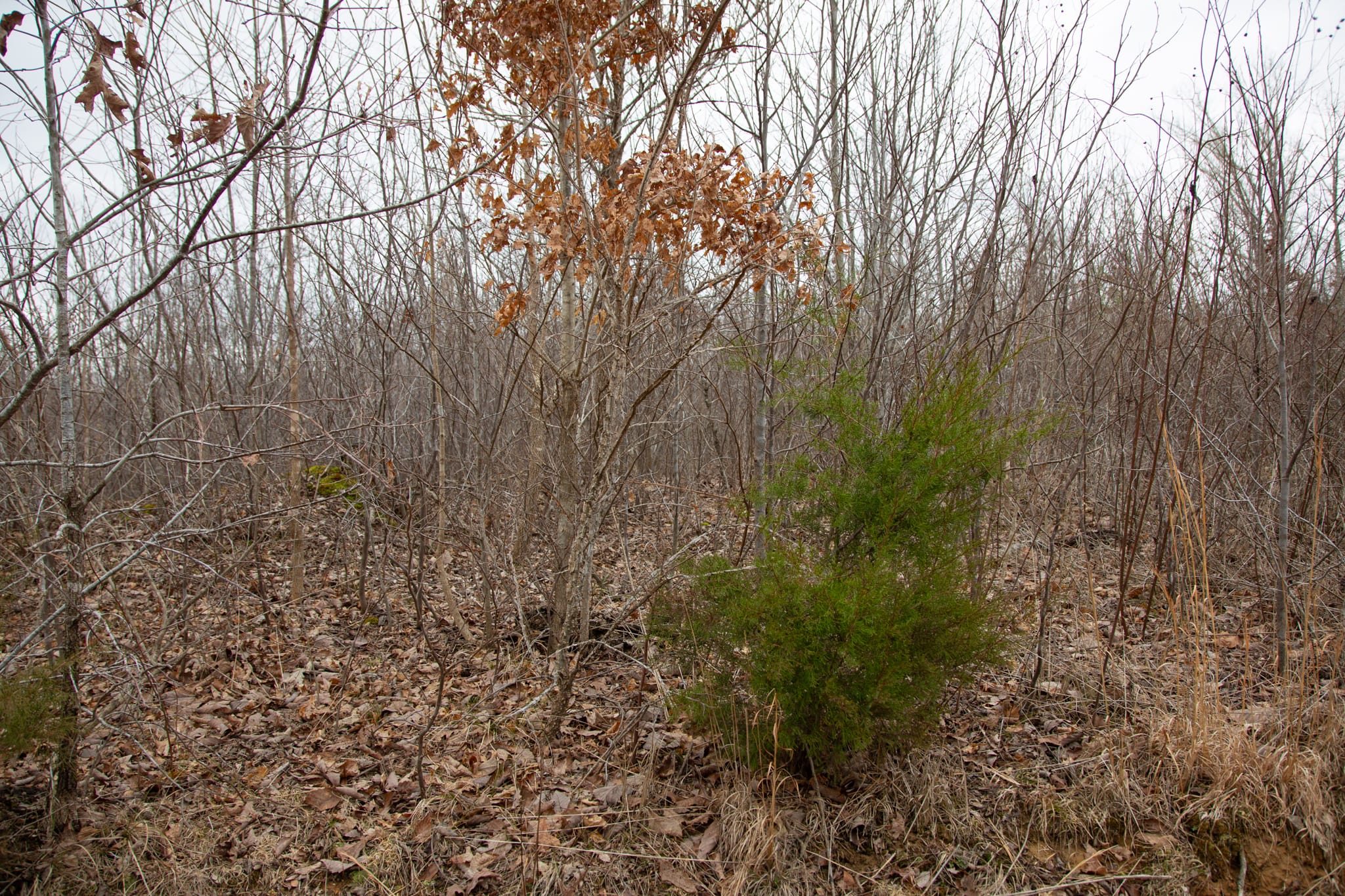 Southwind Ranch Tract 8 photo 5