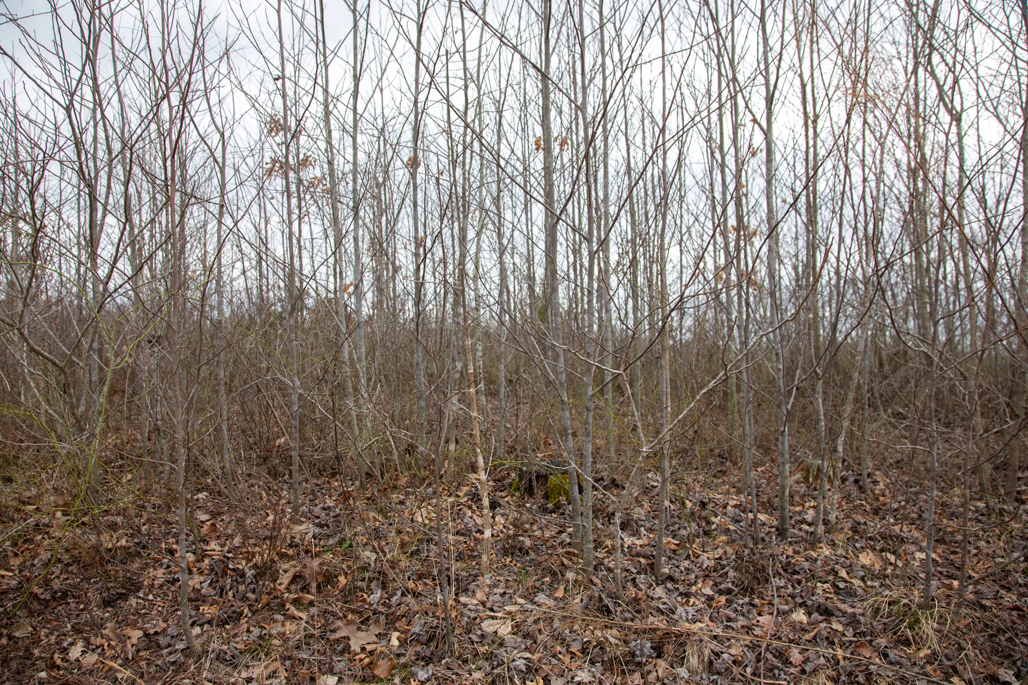Southwind Ranch Tract 8 photo 11