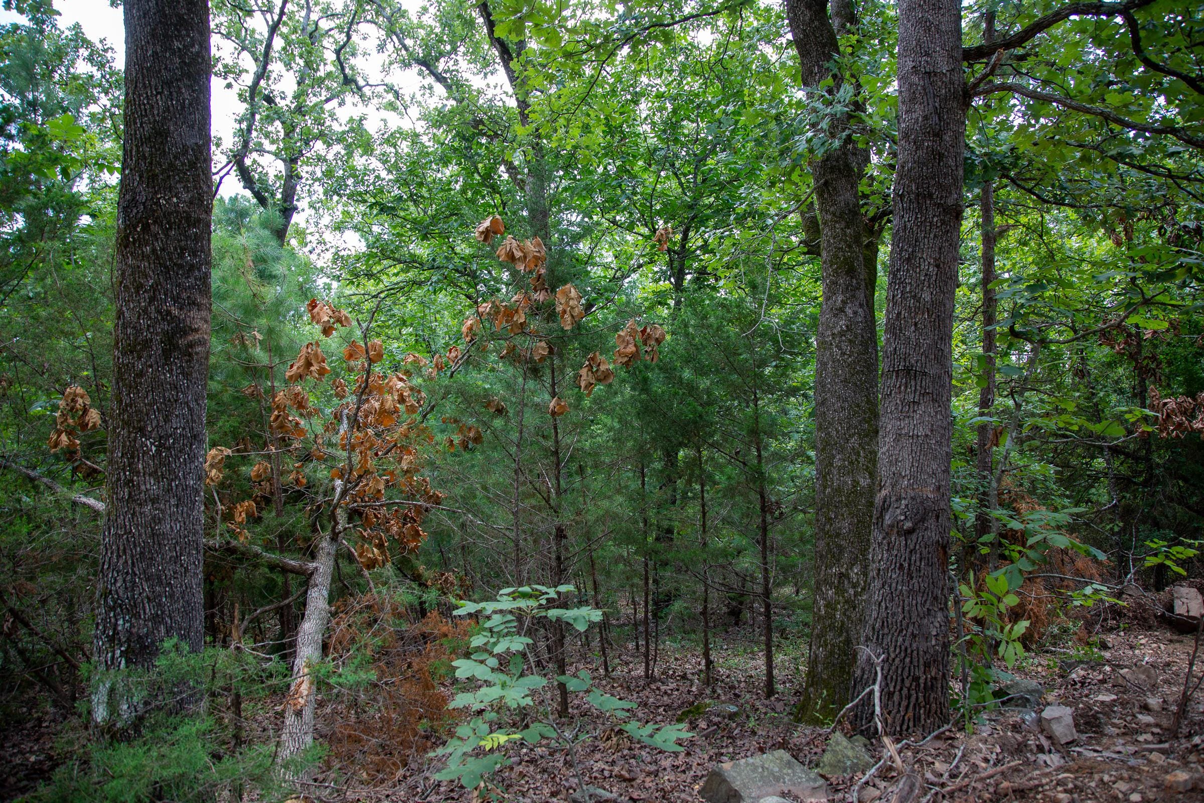Tyler Stone Ranch Tract 61 photo 4
