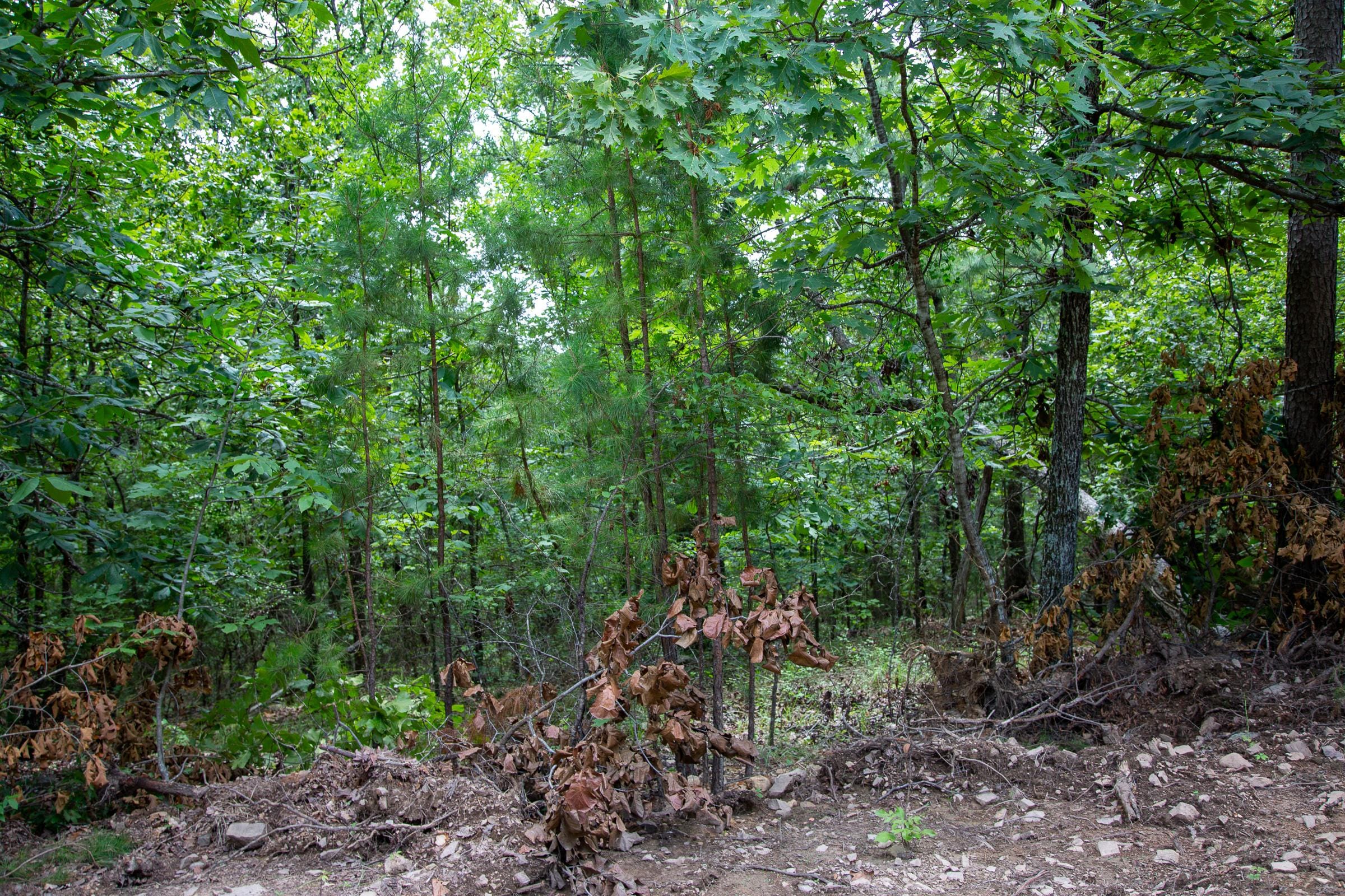 Tyler Stone Ranch Tract 61 photo 6