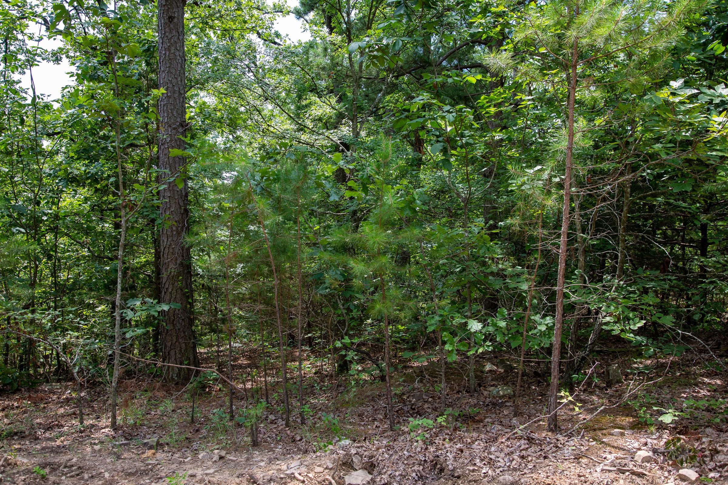 Tyler Stone Ranch Tract 61 photo 8