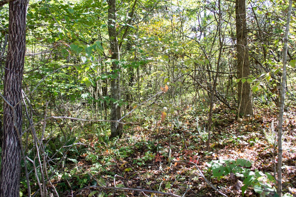 Black Oak Ranch Tract 5 photo 4