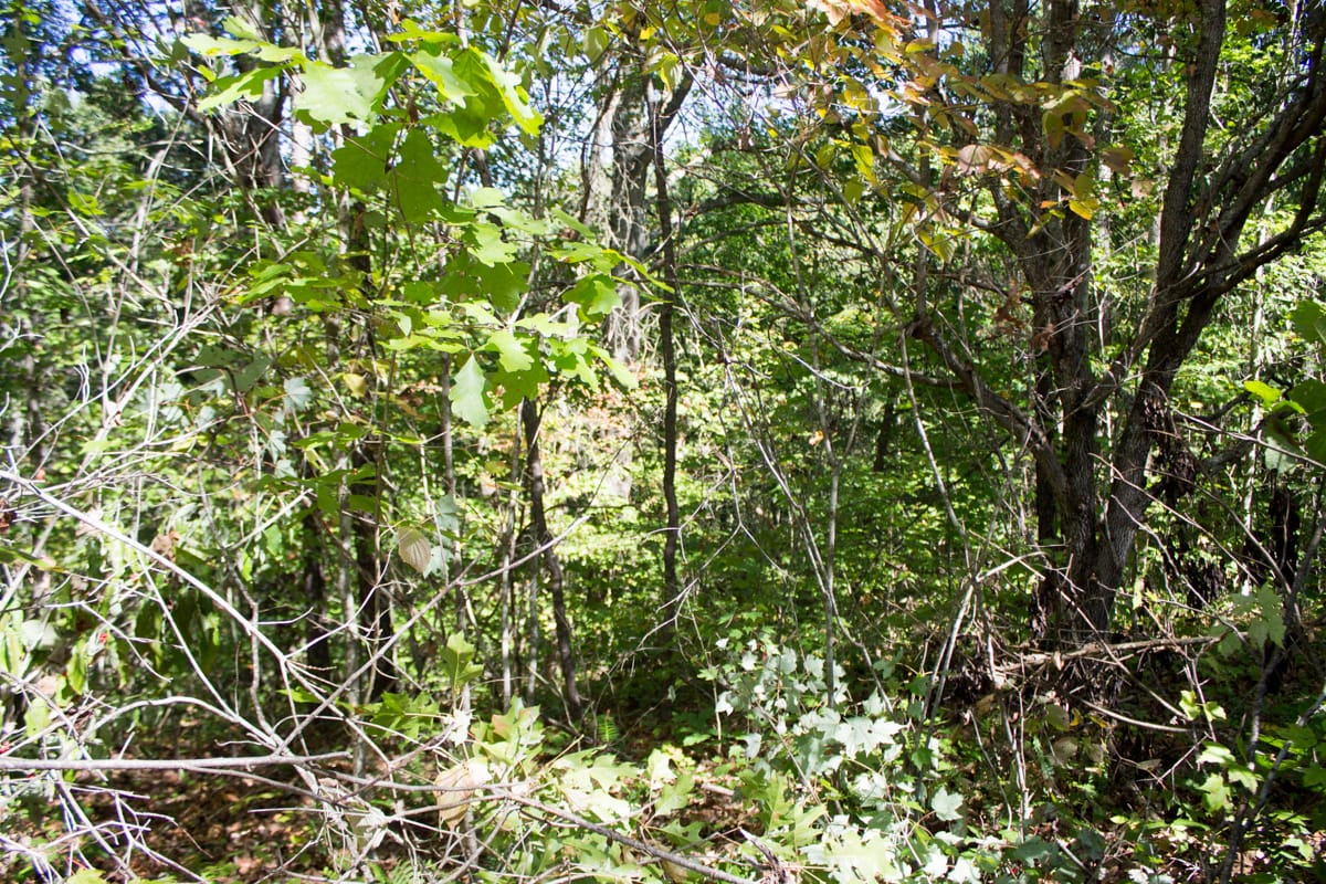 Black Oak Ranch Tract 5 photo 5