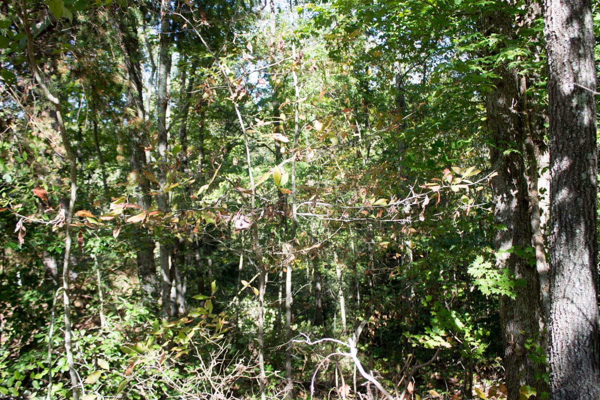 Black Oak Ranch Tract 5 photo 7