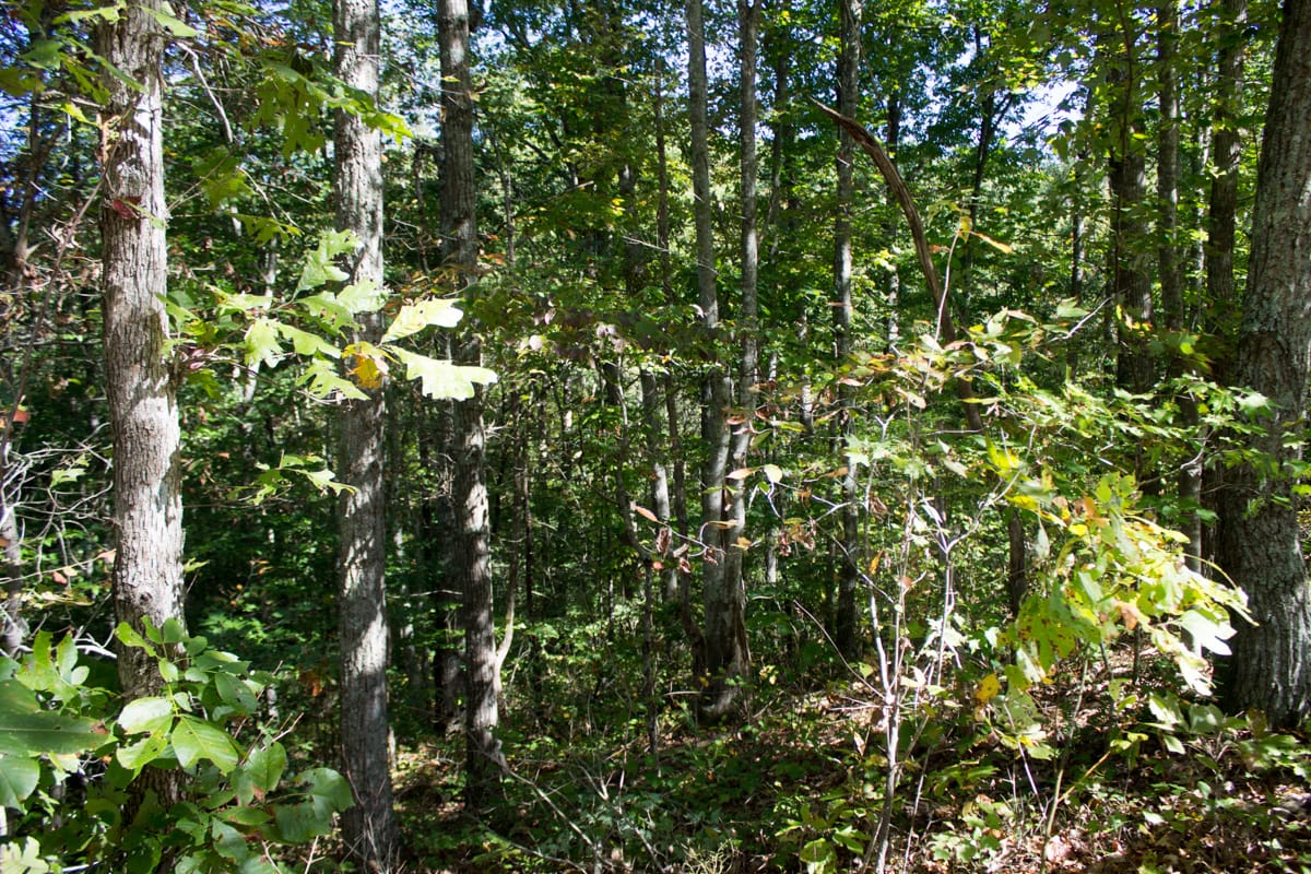 Black Oak Ranch Tract 5 photo 8