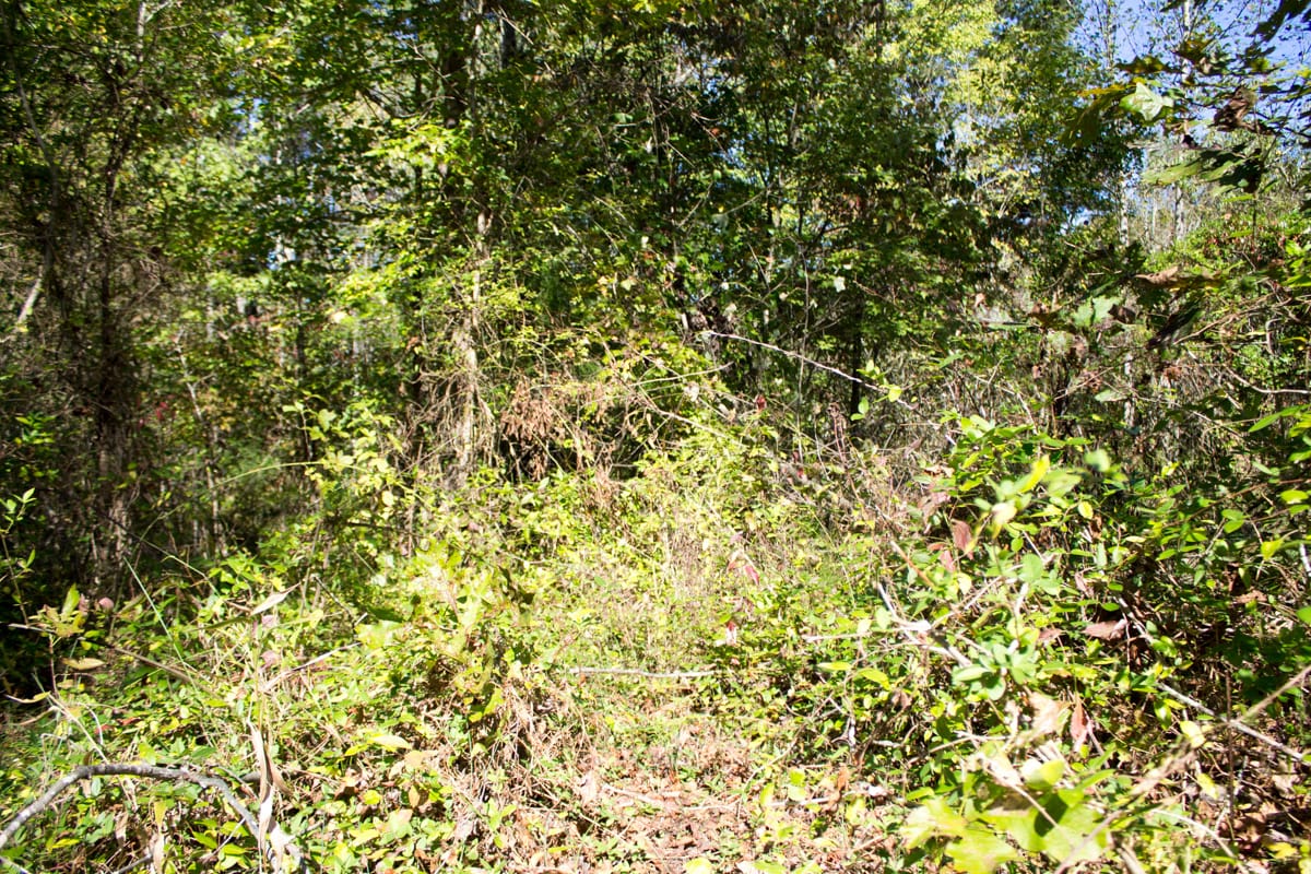Black Oak Ranch Tract 5 photo 11