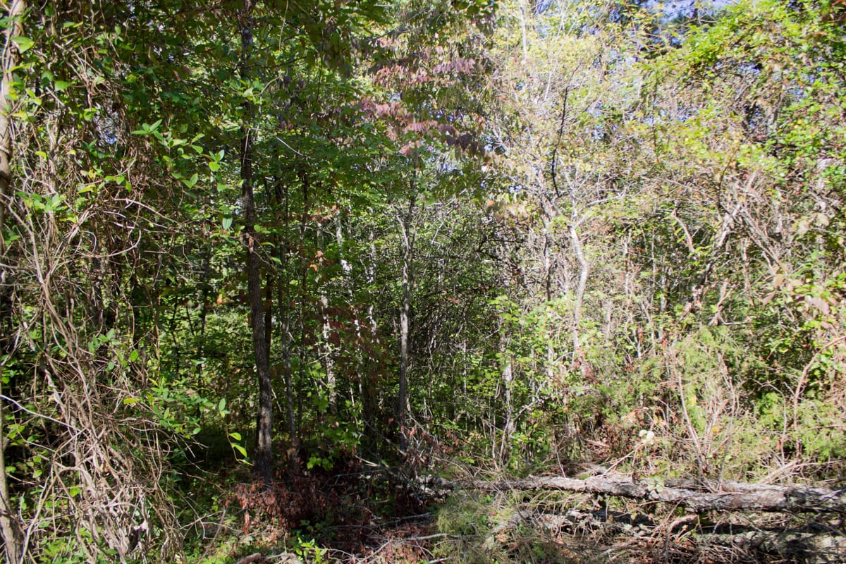 Black Oak Ranch Tract 5 photo 12