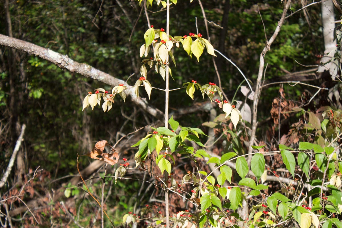 Black Oak Ranch Tract 5 photo 14