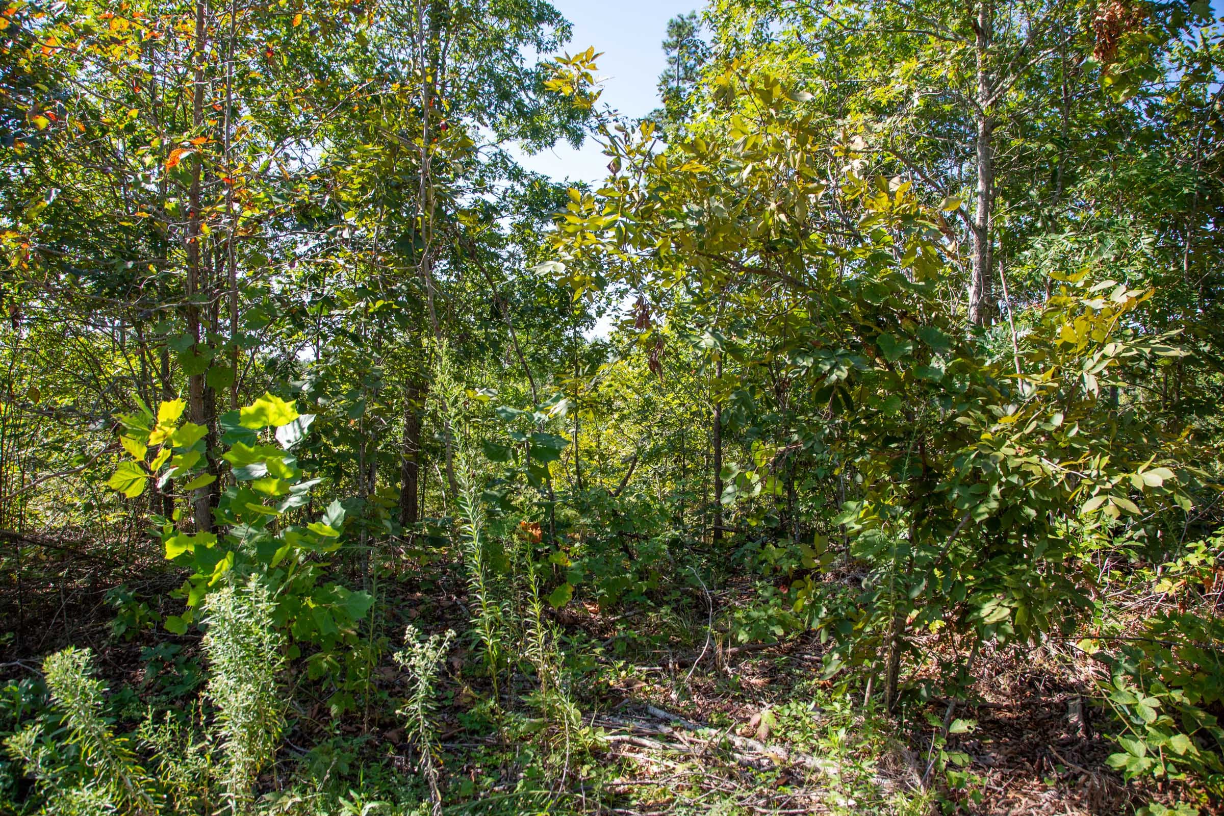 Borgmann’s Hollow Phase II Tract 65 photo 2