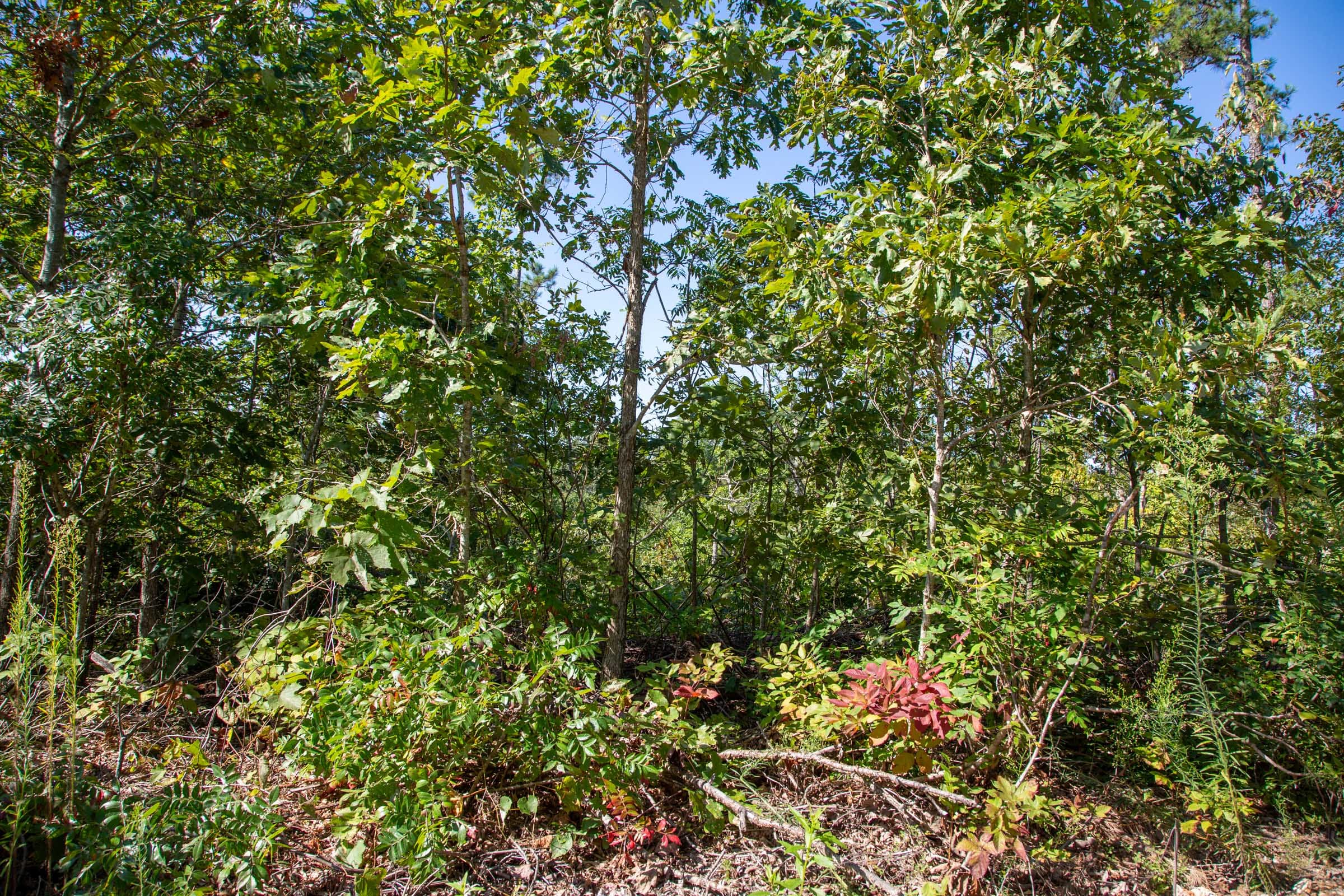 Borgmann’s Hollow Phase II Tract 65 photo 3