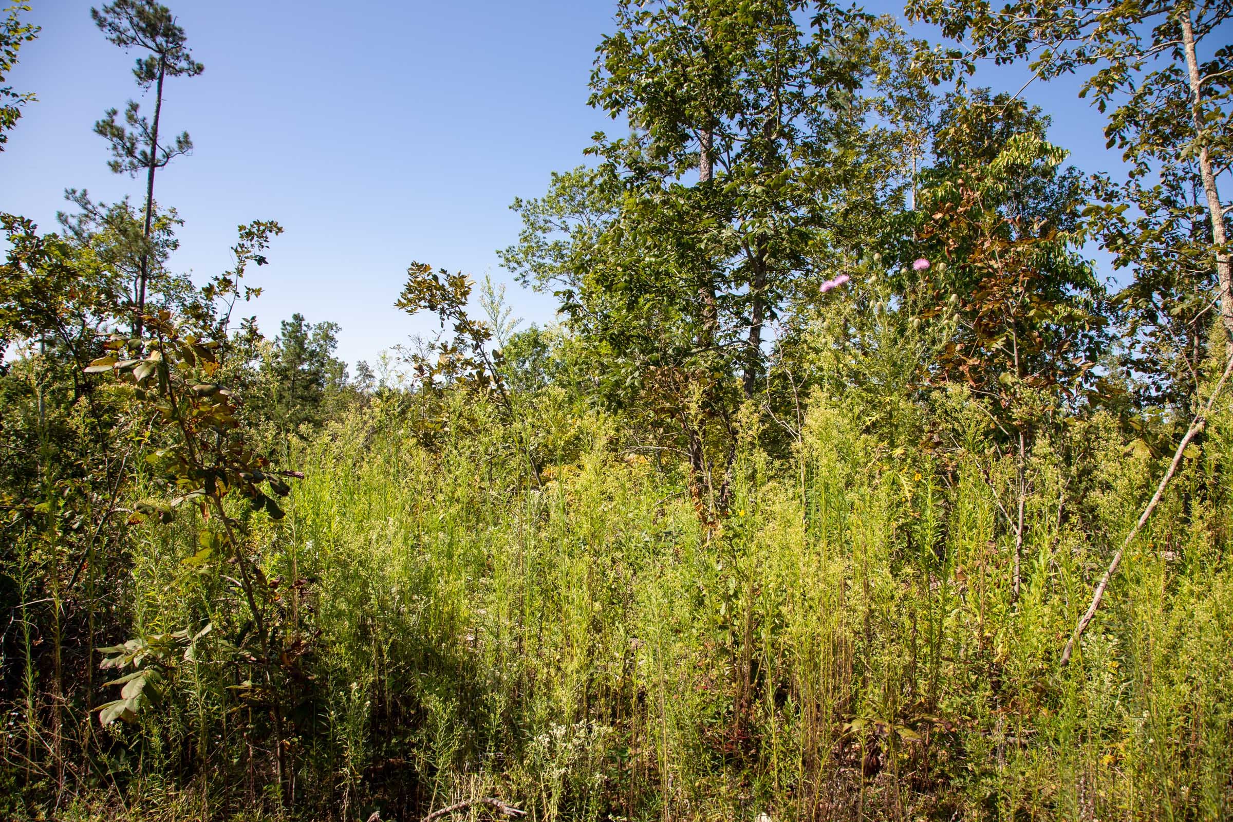 Borgmann’s Hollow Phase II Tract 65 photo 4