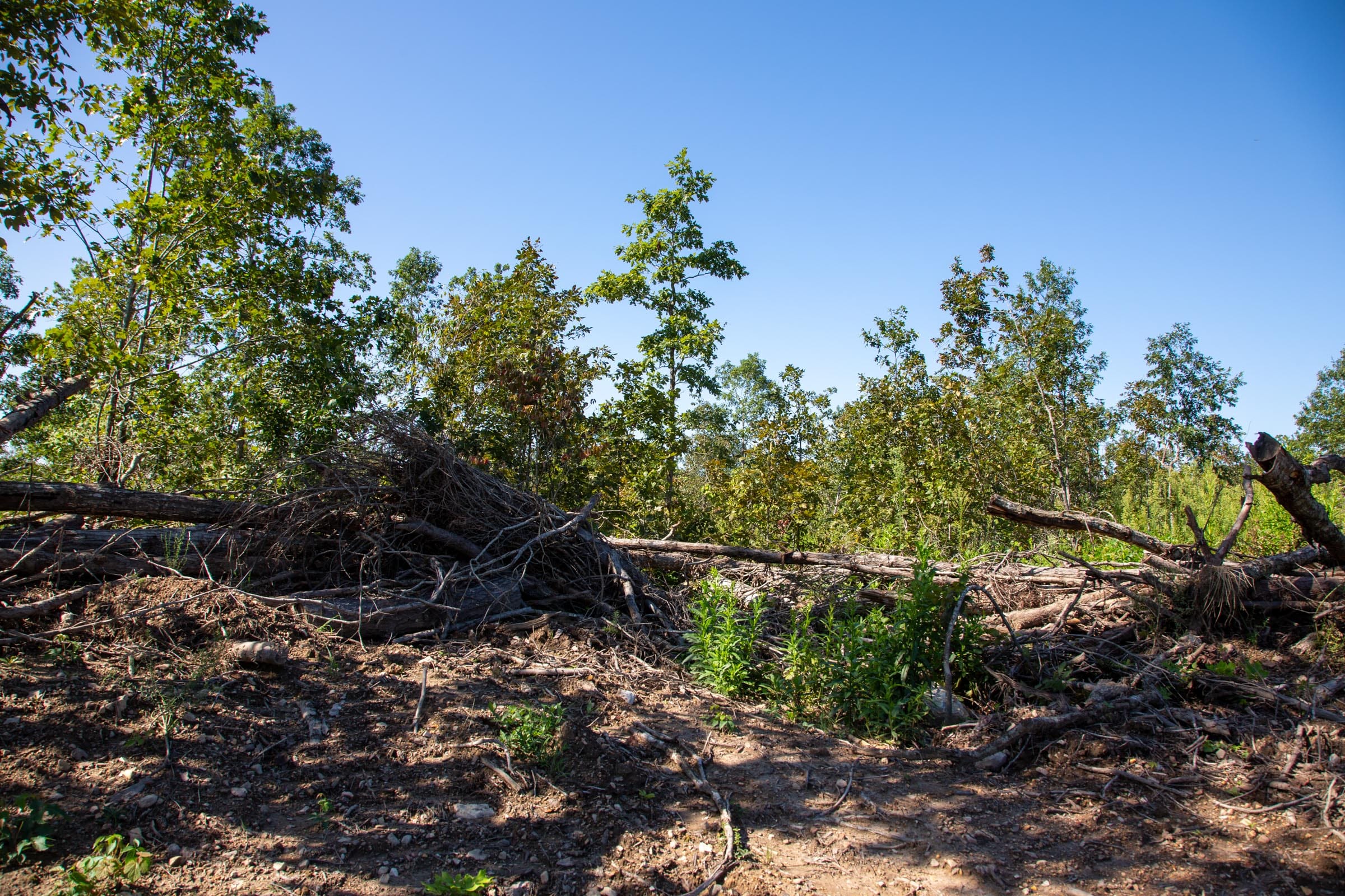 Borgmann’s Hollow Phase II Tract 65 photo 5
