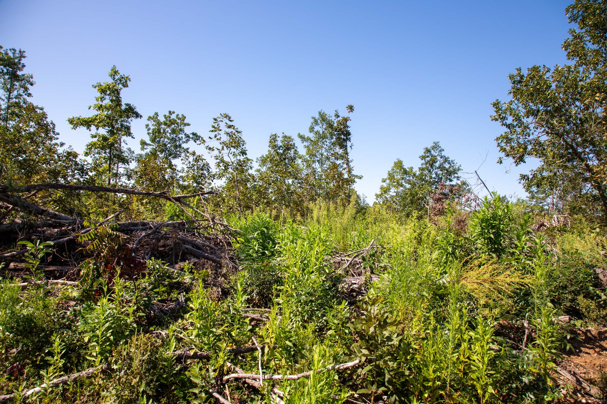 Borgmann’s Hollow Phase II Tract 65 photo 7