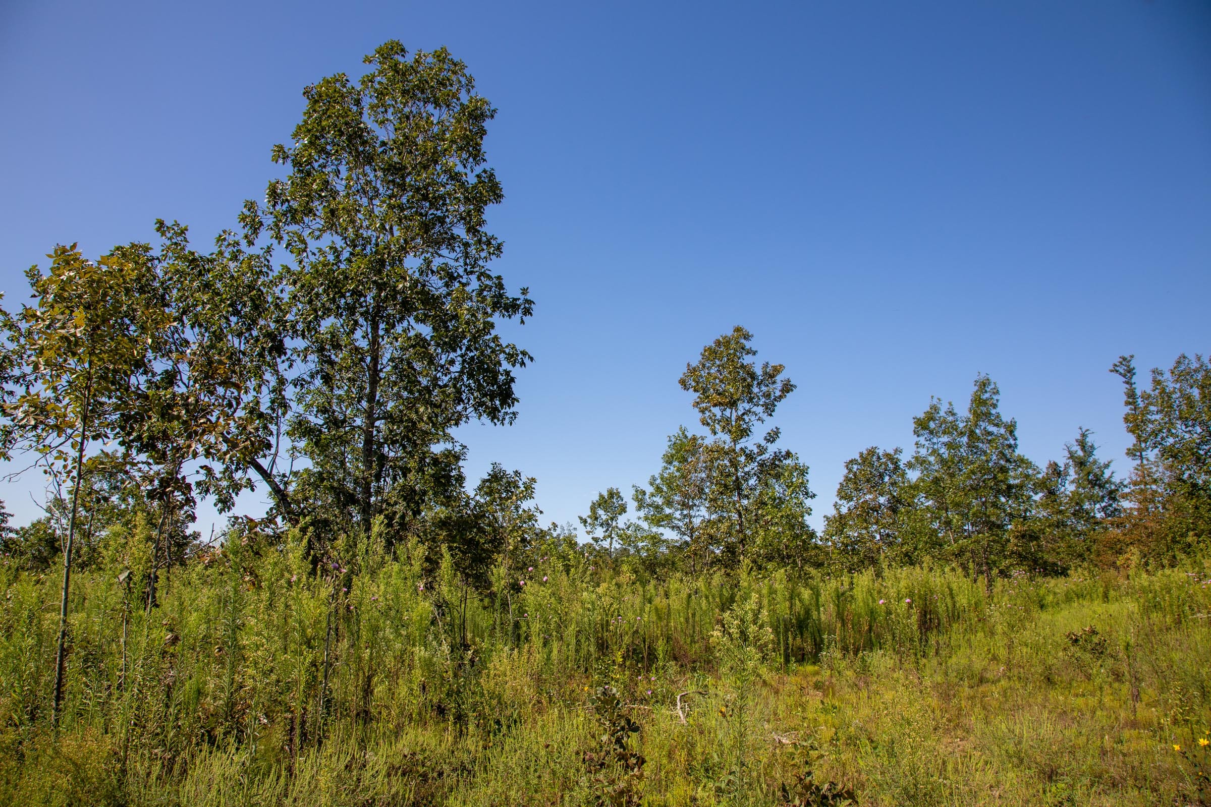 Borgmann’s Hollow Phase II Tract 65 photo 8