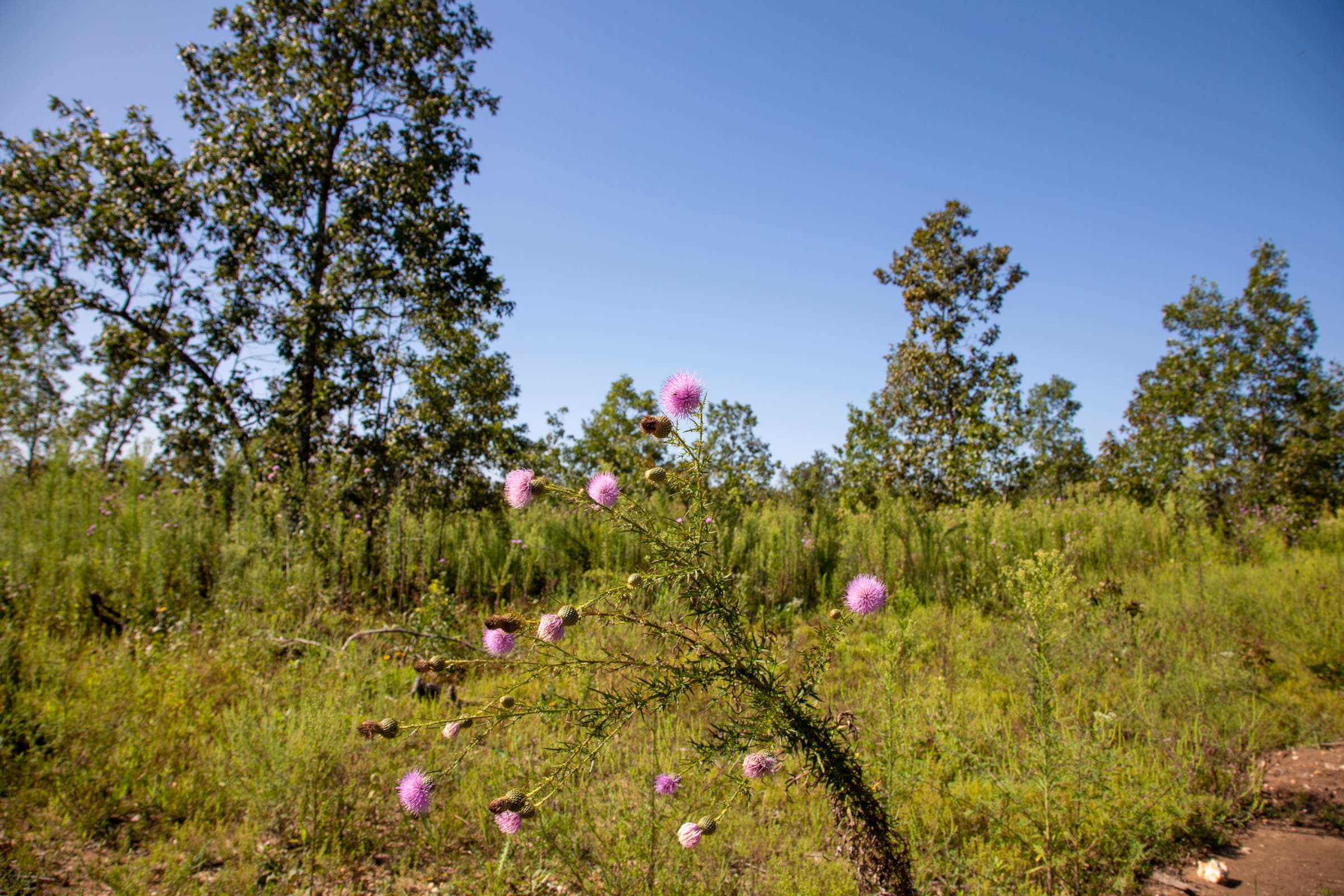 Borgmann’s Hollow Phase II Tract 65 photo 10