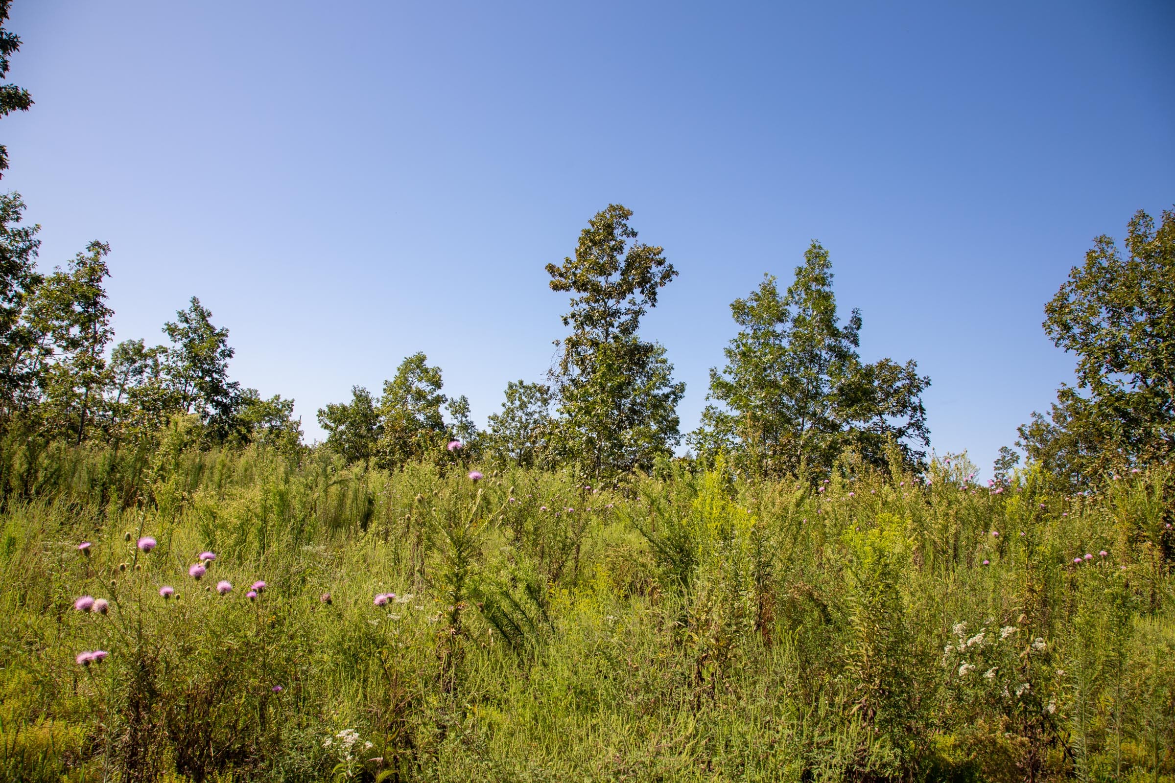 Borgmann’s Hollow Phase II Tract 65 photo 12