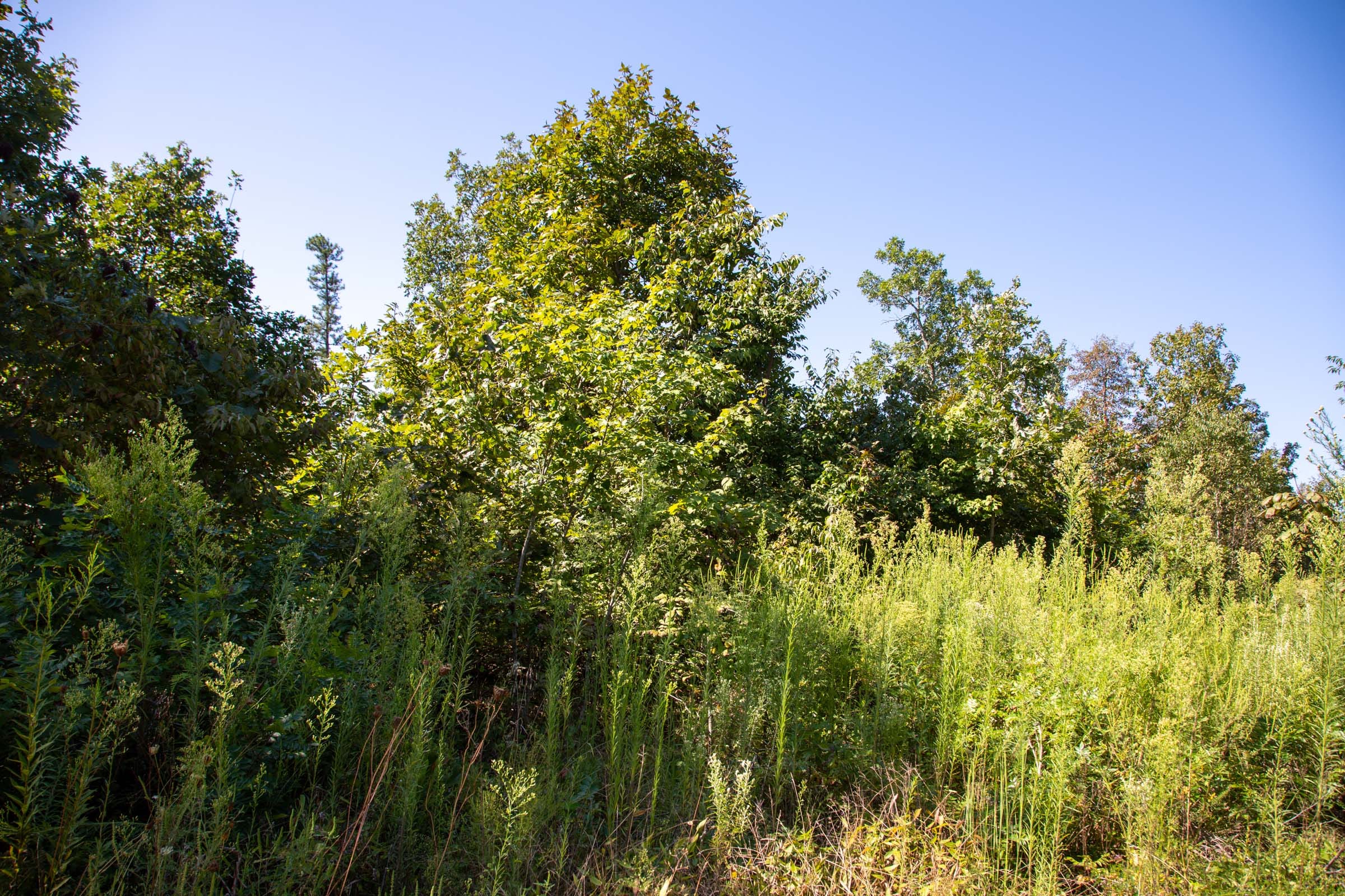 Borgmann’s Hollow Phase II Tract 65 photo 13