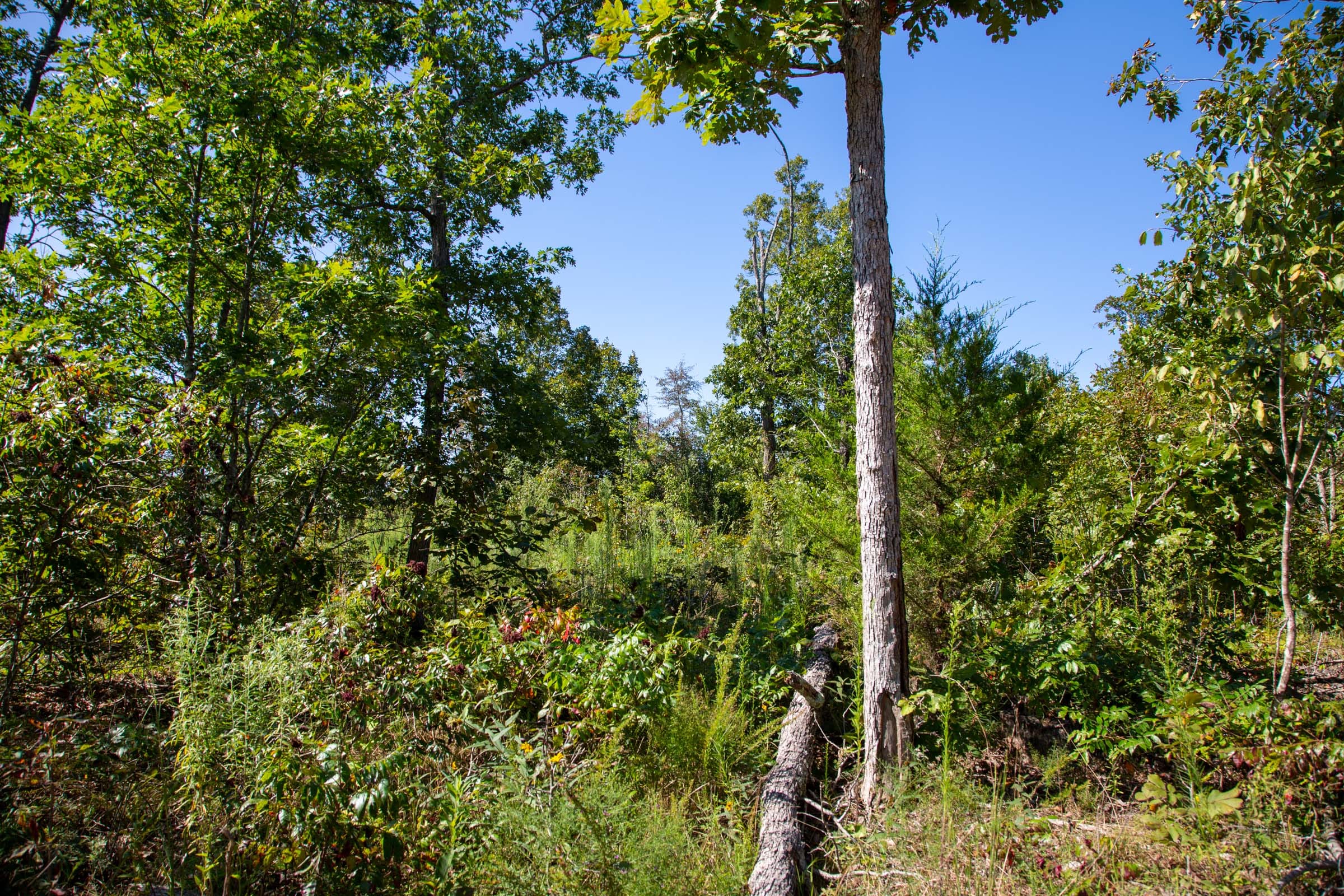 Borgmann’s Hollow Phase II Tract 65 photo 14