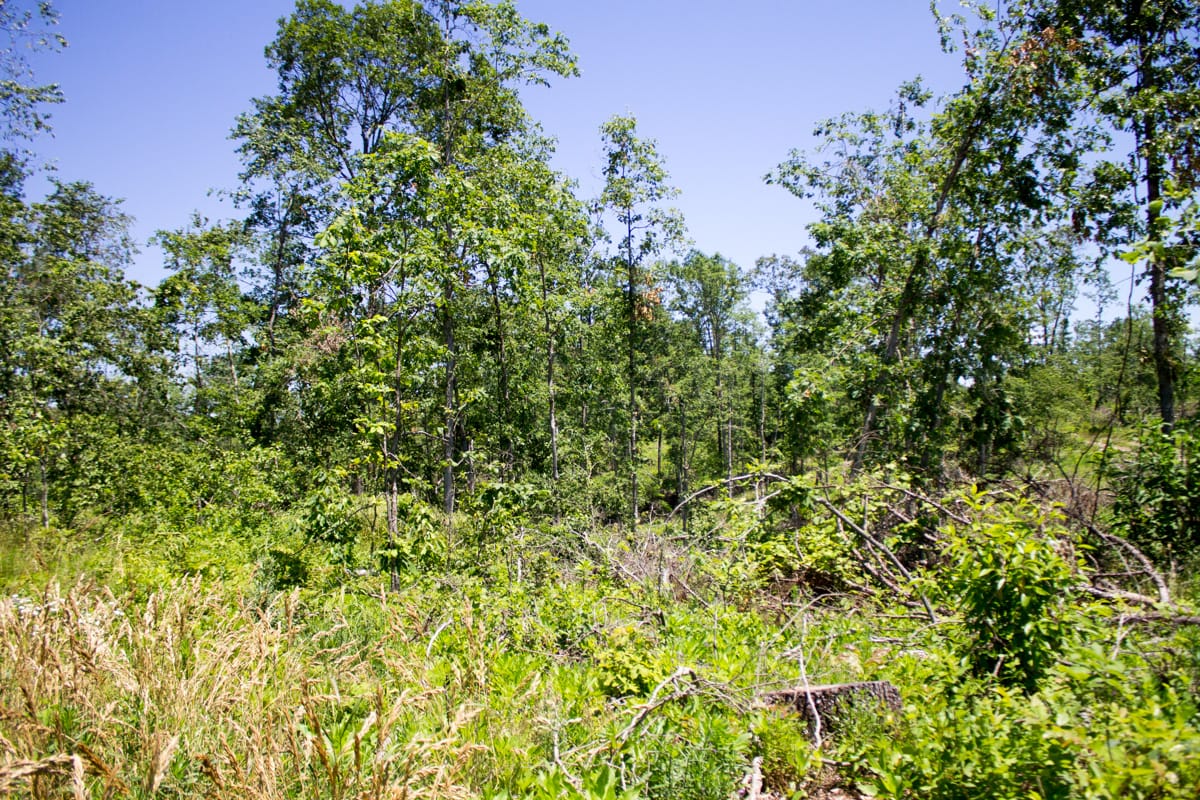 Timber Crossing Tract 18 photo 5