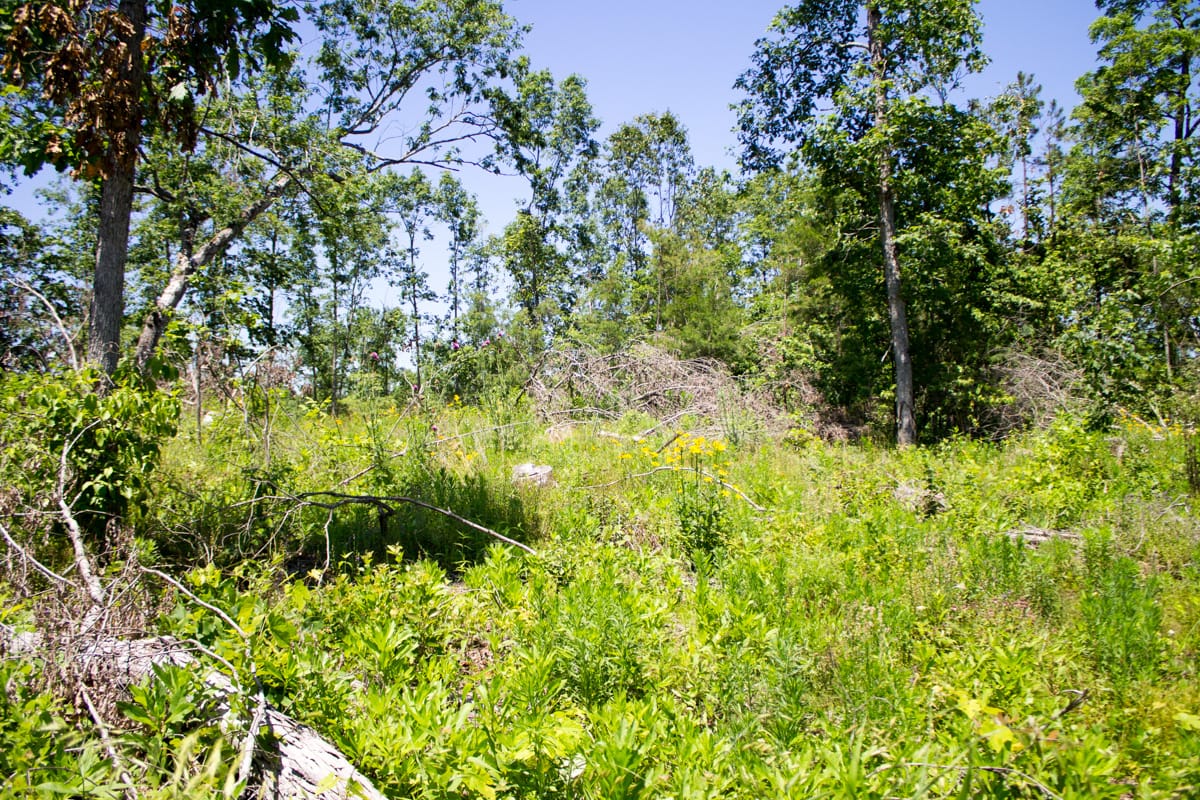 Timber Crossing Tract 18 photo 6