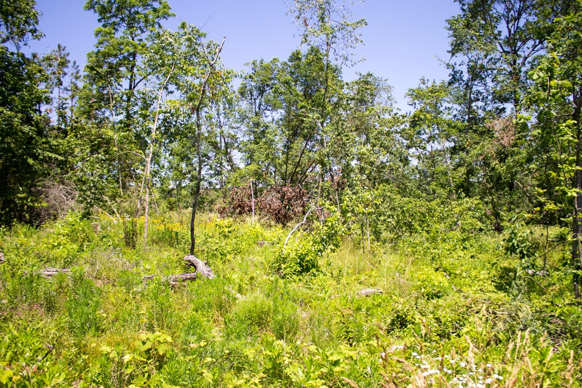 Timber Crossing Tract 18 photo 7