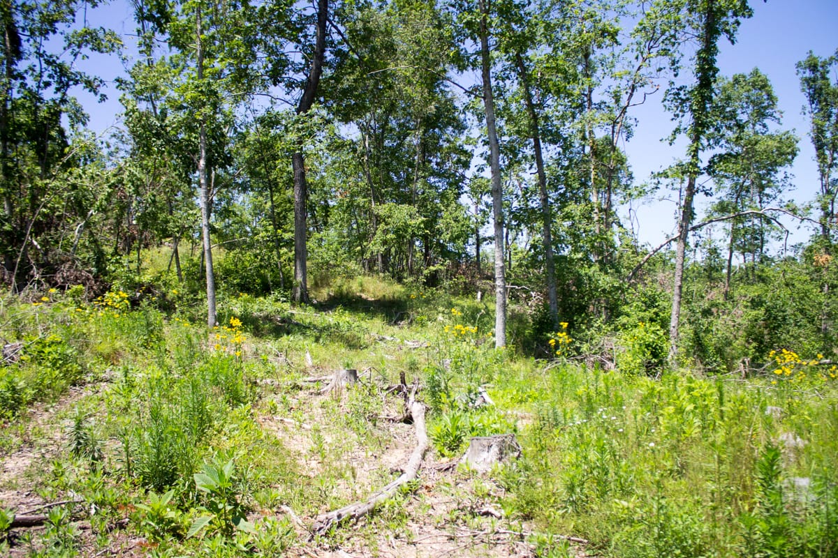 Timber Crossing Tract 18 photo 9