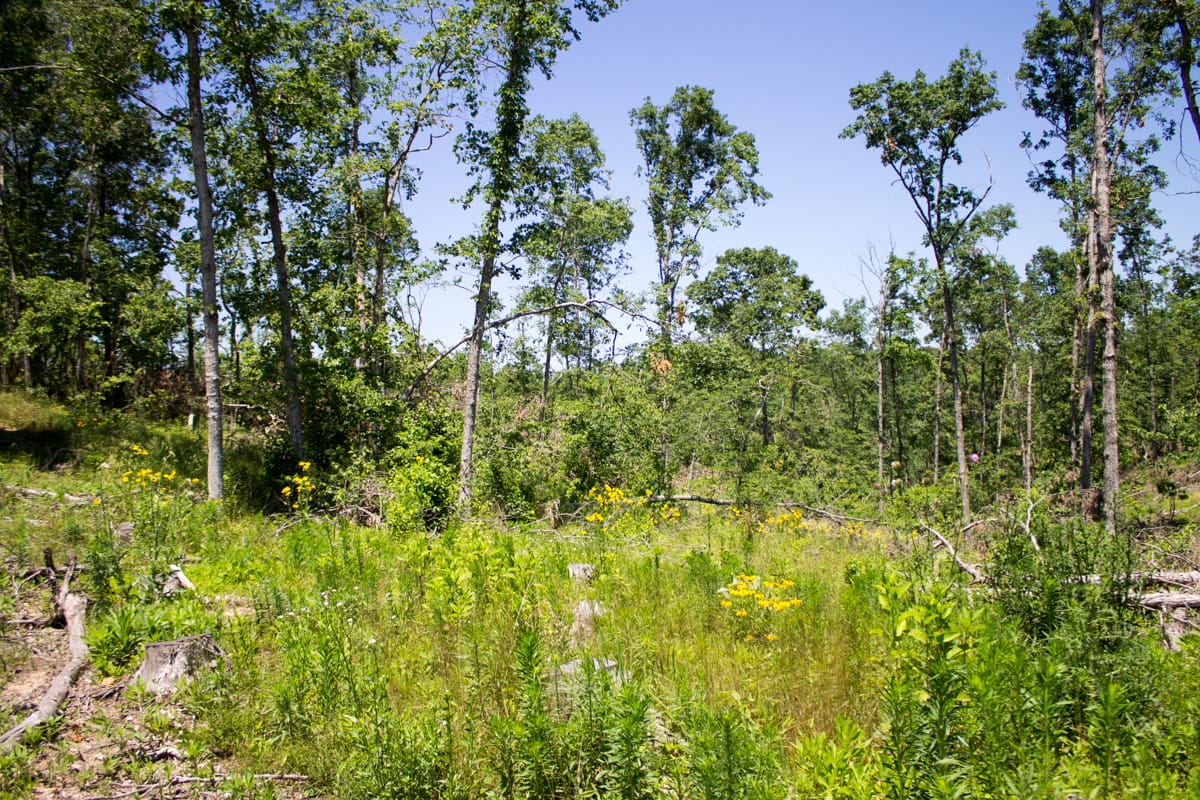 Timber Crossing Tract 18 photo 10
