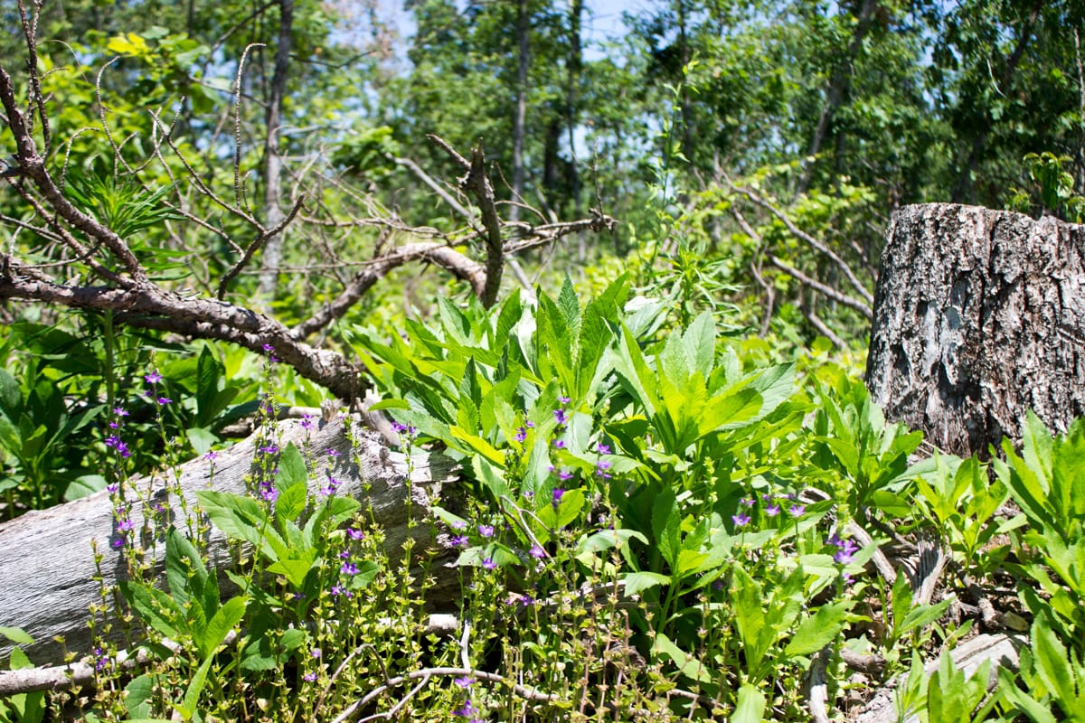 Timber Crossing Tract 18 photo 11