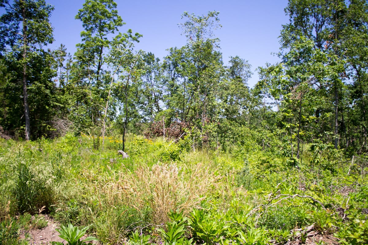 Timber Crossing Tract 18 photo 12