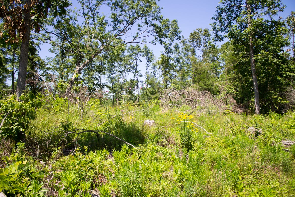 Timber Crossing Tract 18 photo 1