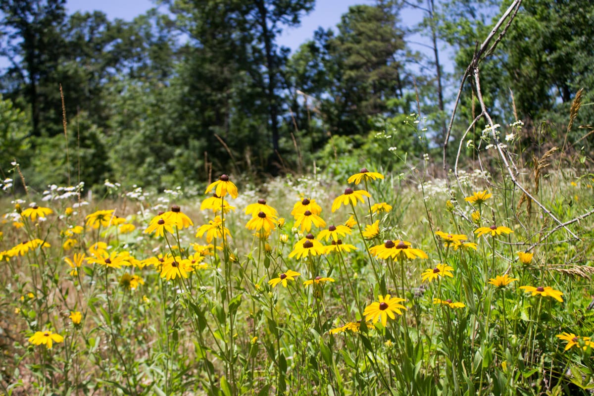 Timber Crossing Tract 18 photo 13