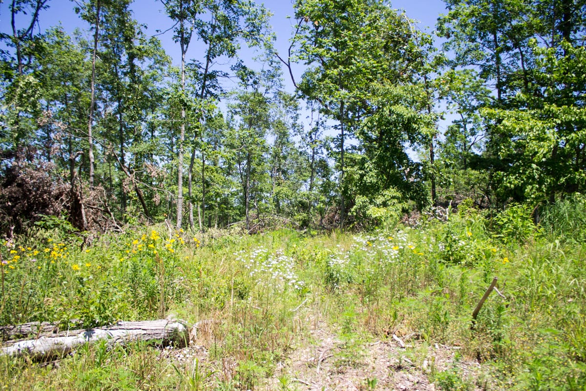 Timber Crossing Tract 18 photo 14