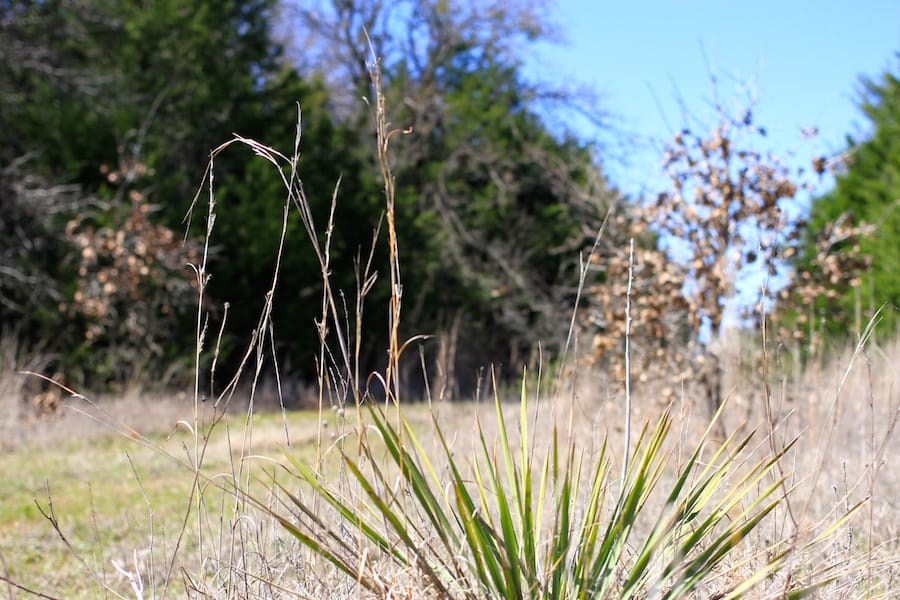 Montgomery Ranch Tract 11 photo 8