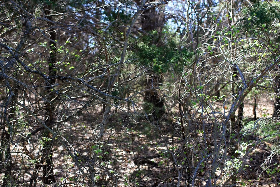 Montgomery Ranch Tract 11 photo 9