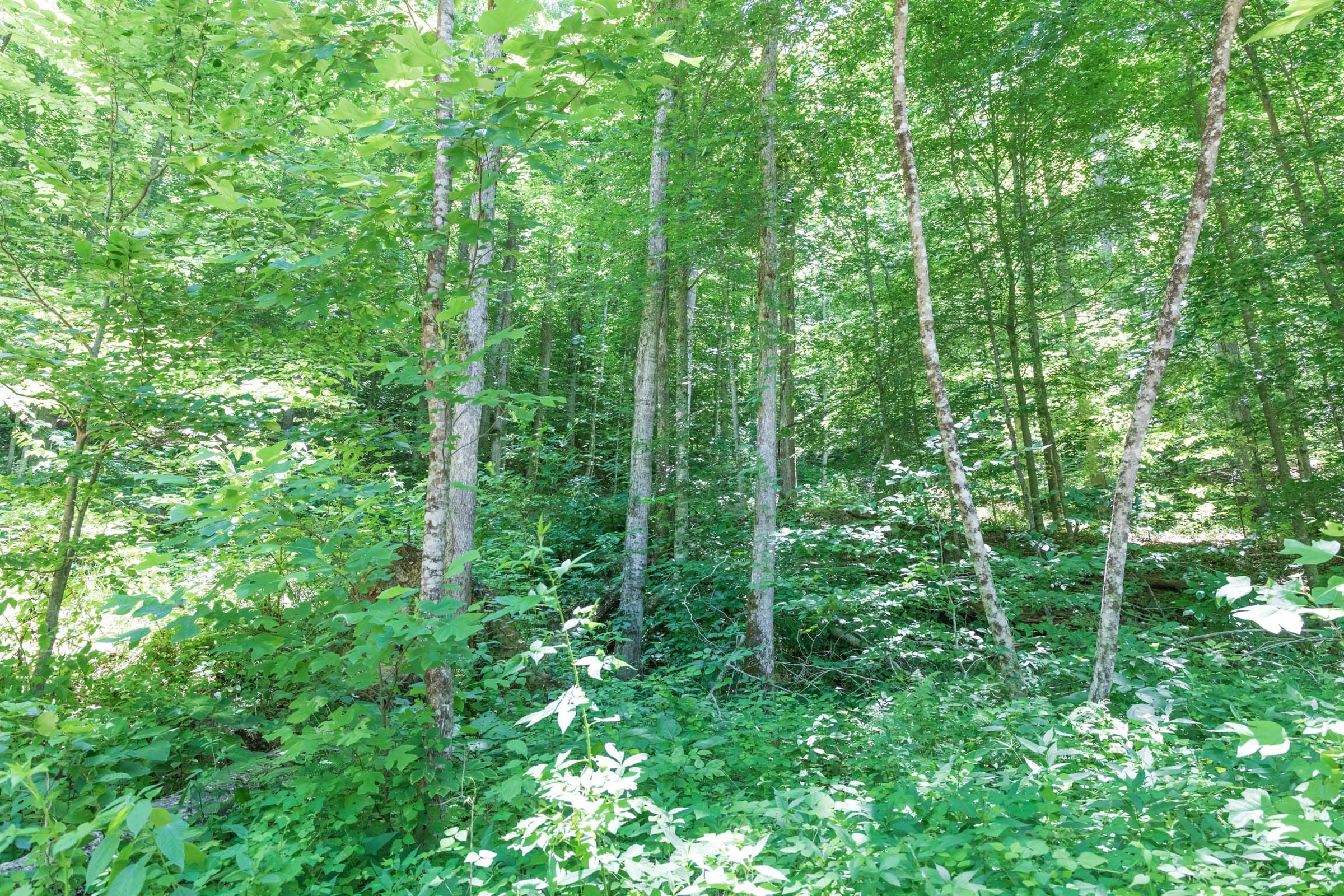 River’s Edge Tract 22 photo 2