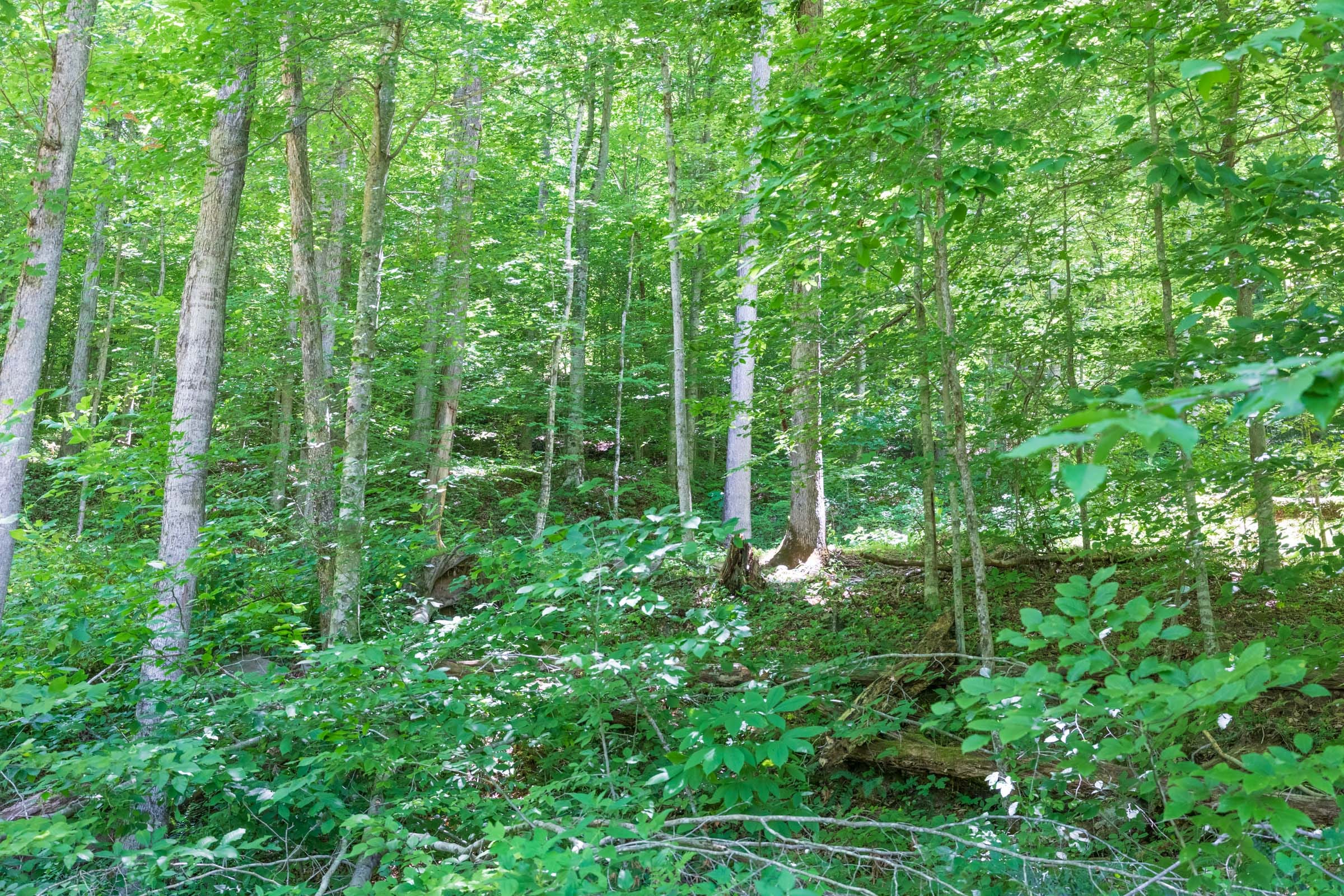 River’s Edge Tract 22 photo 3