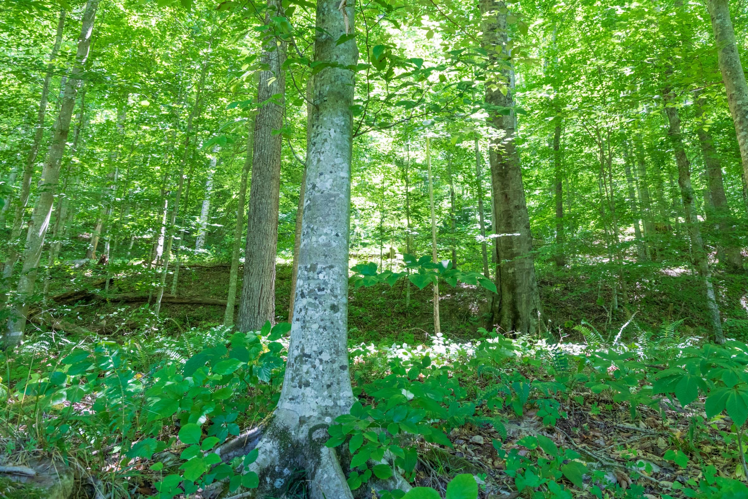 River’s Edge Tract 22 photo 4