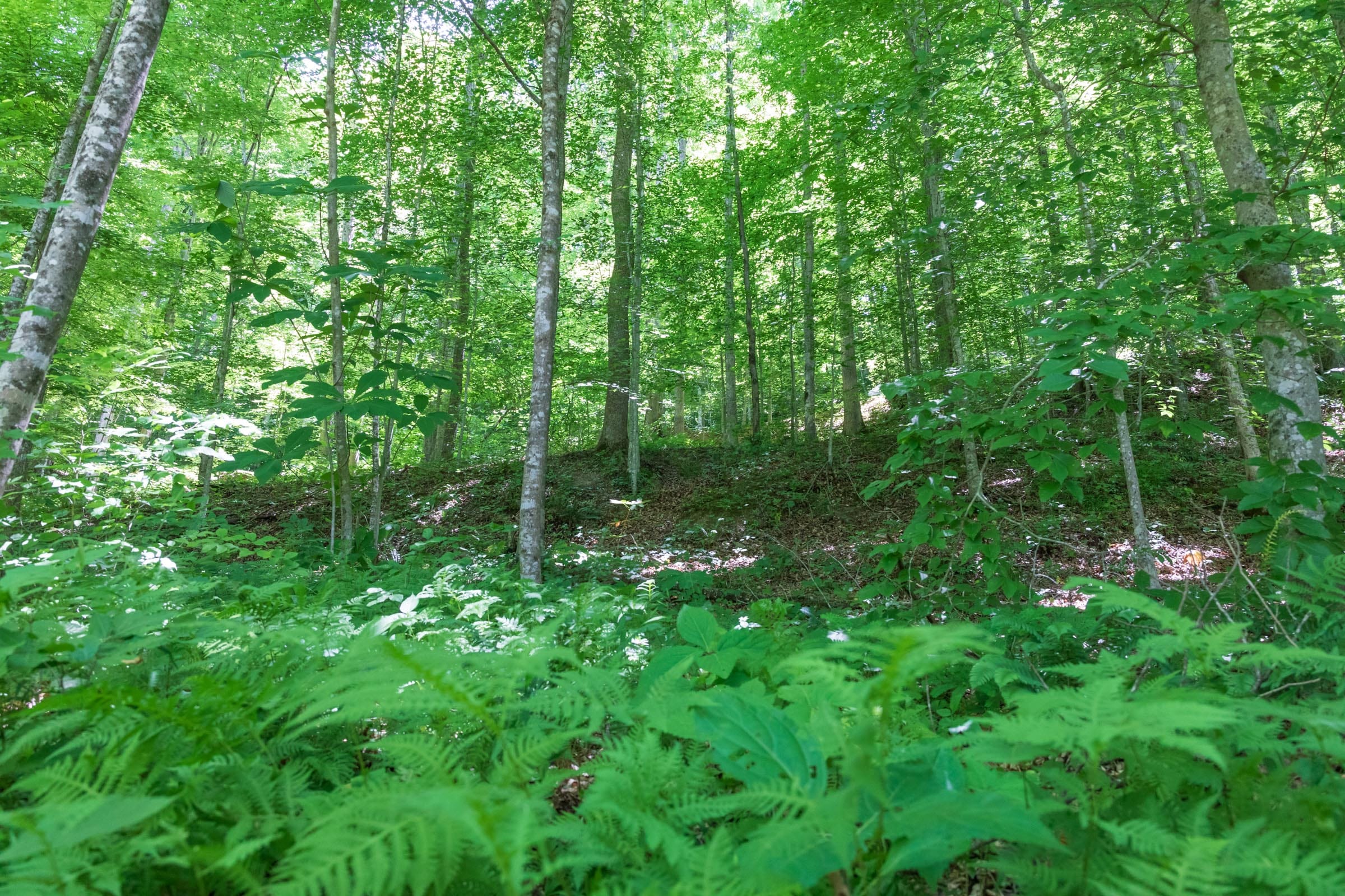 River’s Edge Tract 22 photo 5