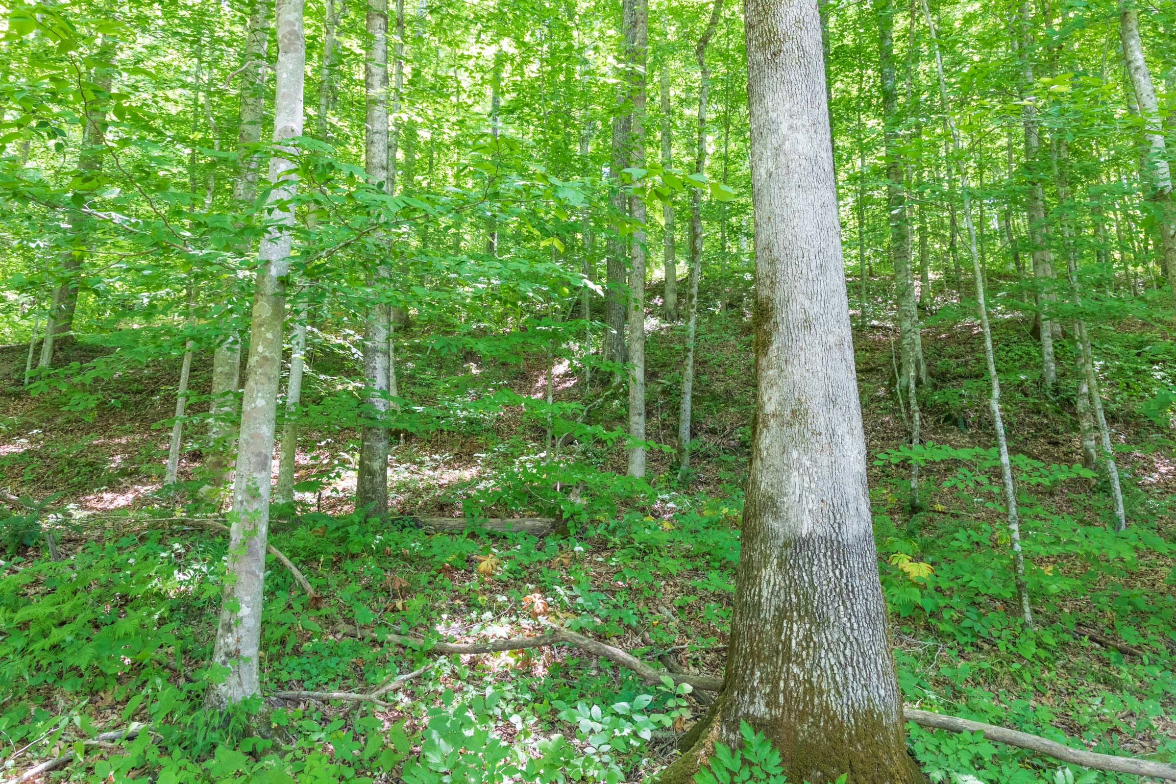 River’s Edge Tract 22 photo 7