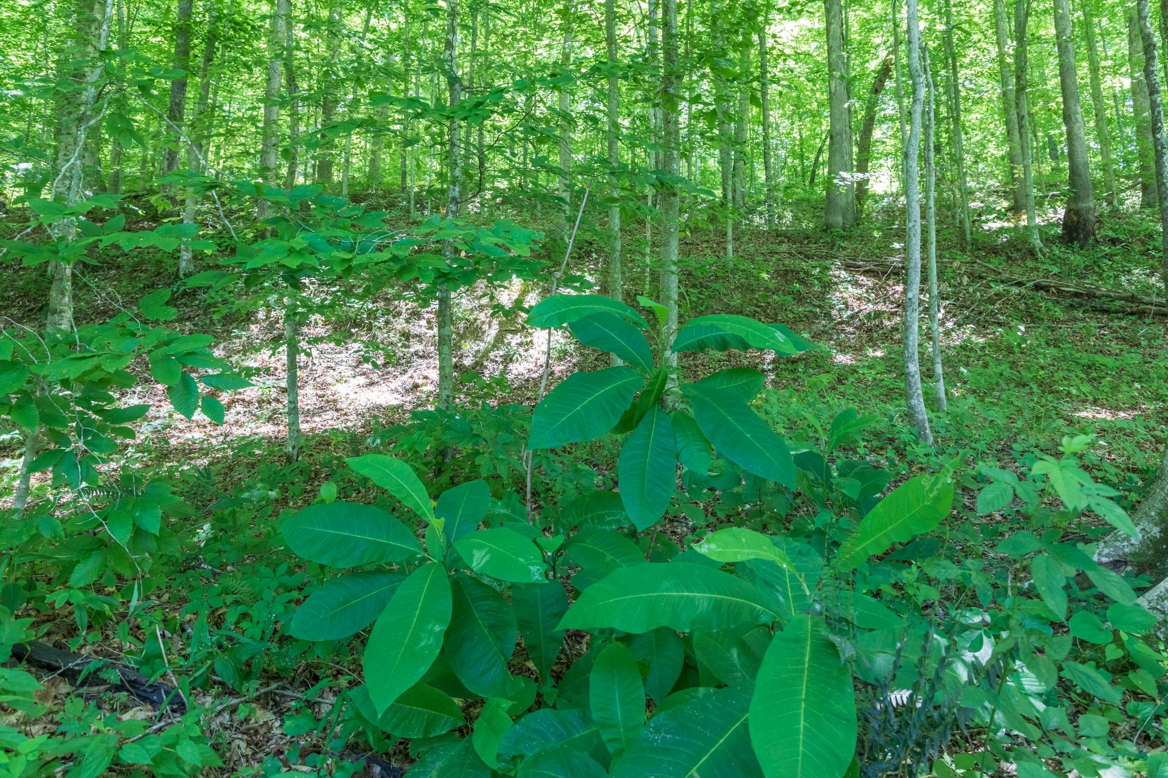 River’s Edge Tract 22 photo 9