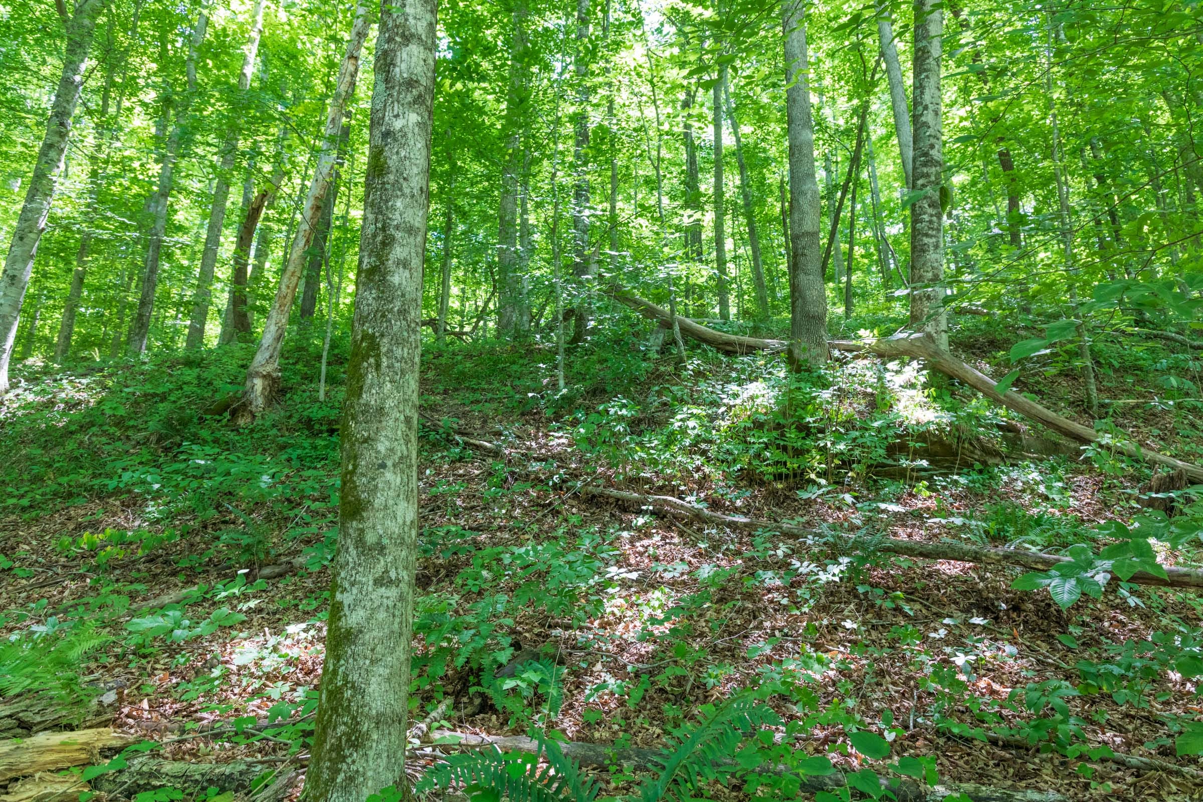 River’s Edge Tract 22 photo 11