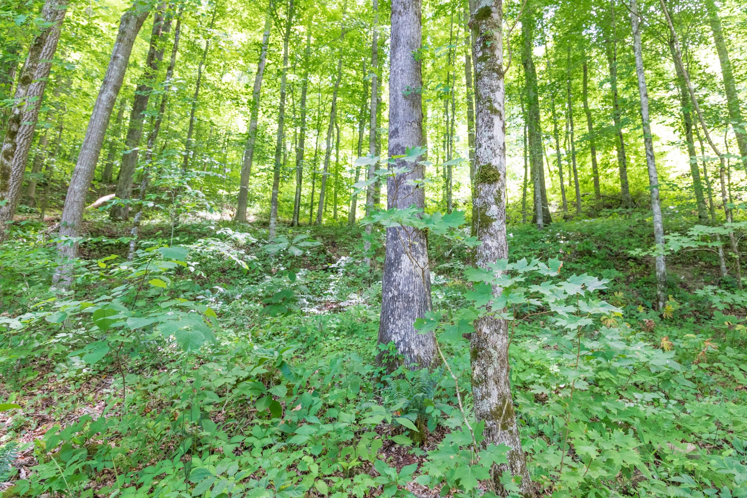 River’s Edge Tract 22 photo 15