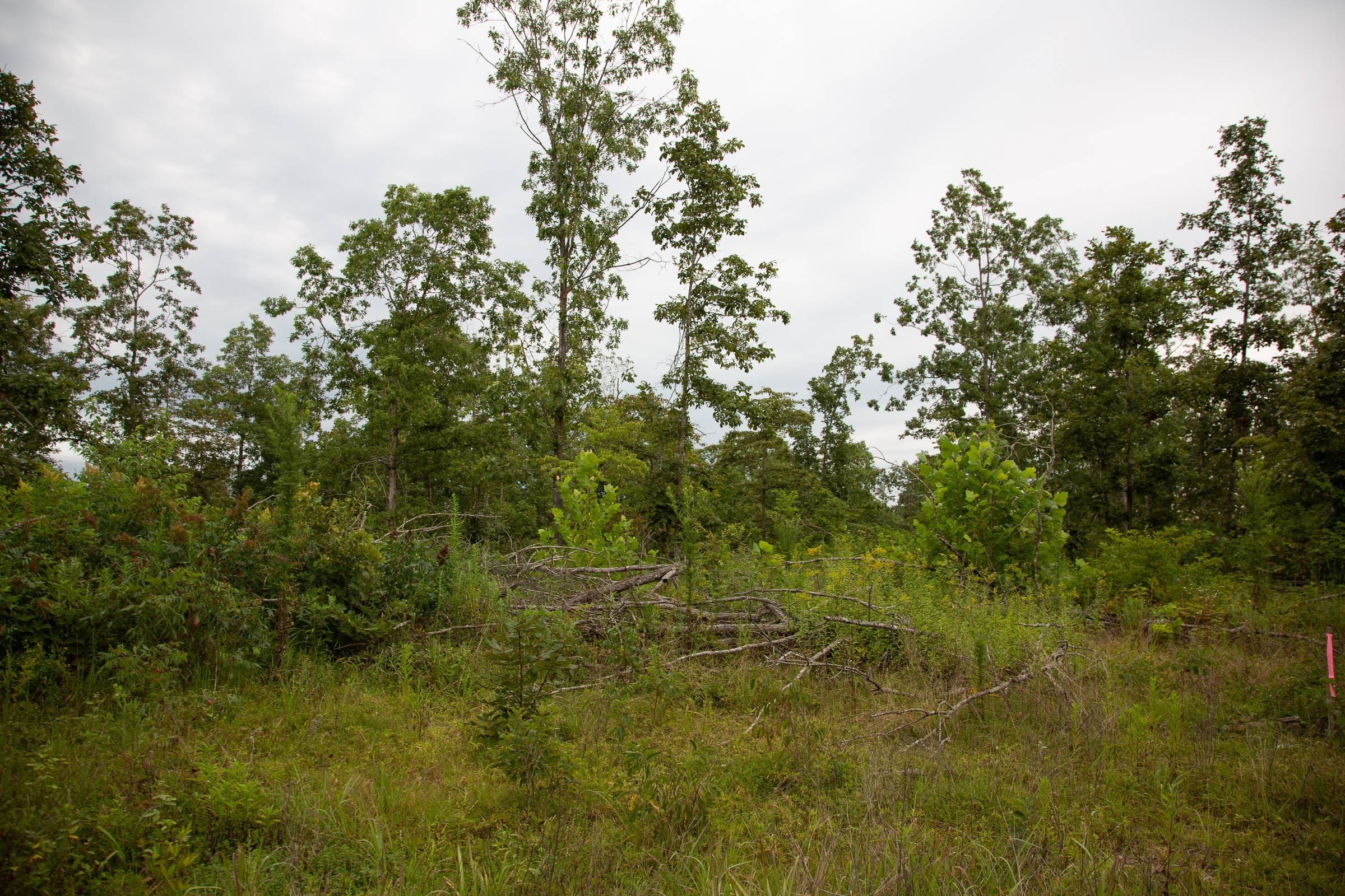 Borgmann’s Hollow Phase II Tract 40 photo 3
