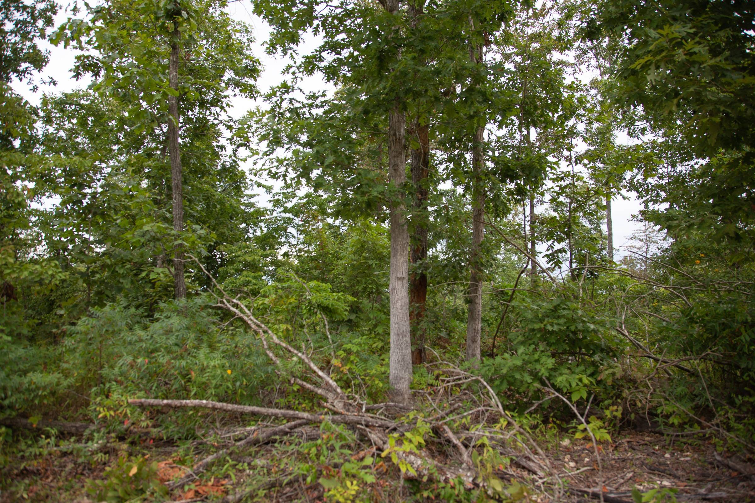 Borgmann’s Hollow Phase II Tract 40 photo 4