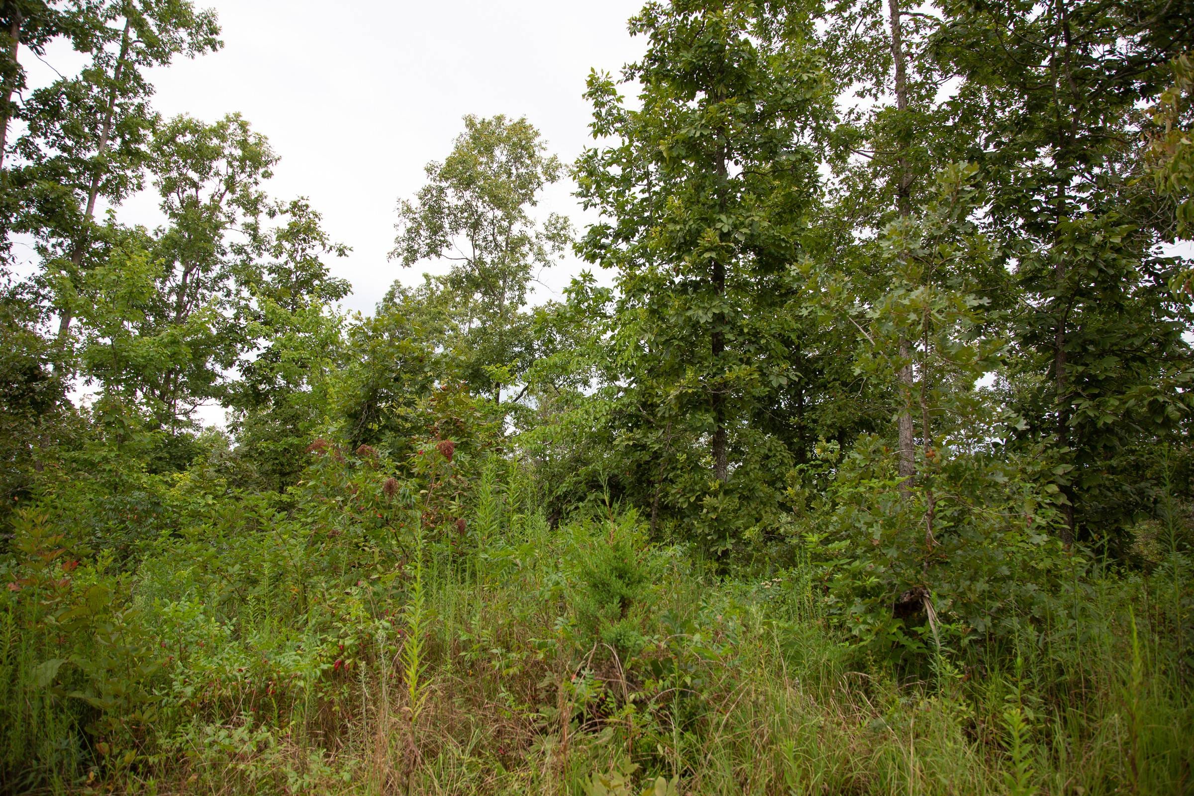 Borgmann’s Hollow Phase II Tract 40 photo 5