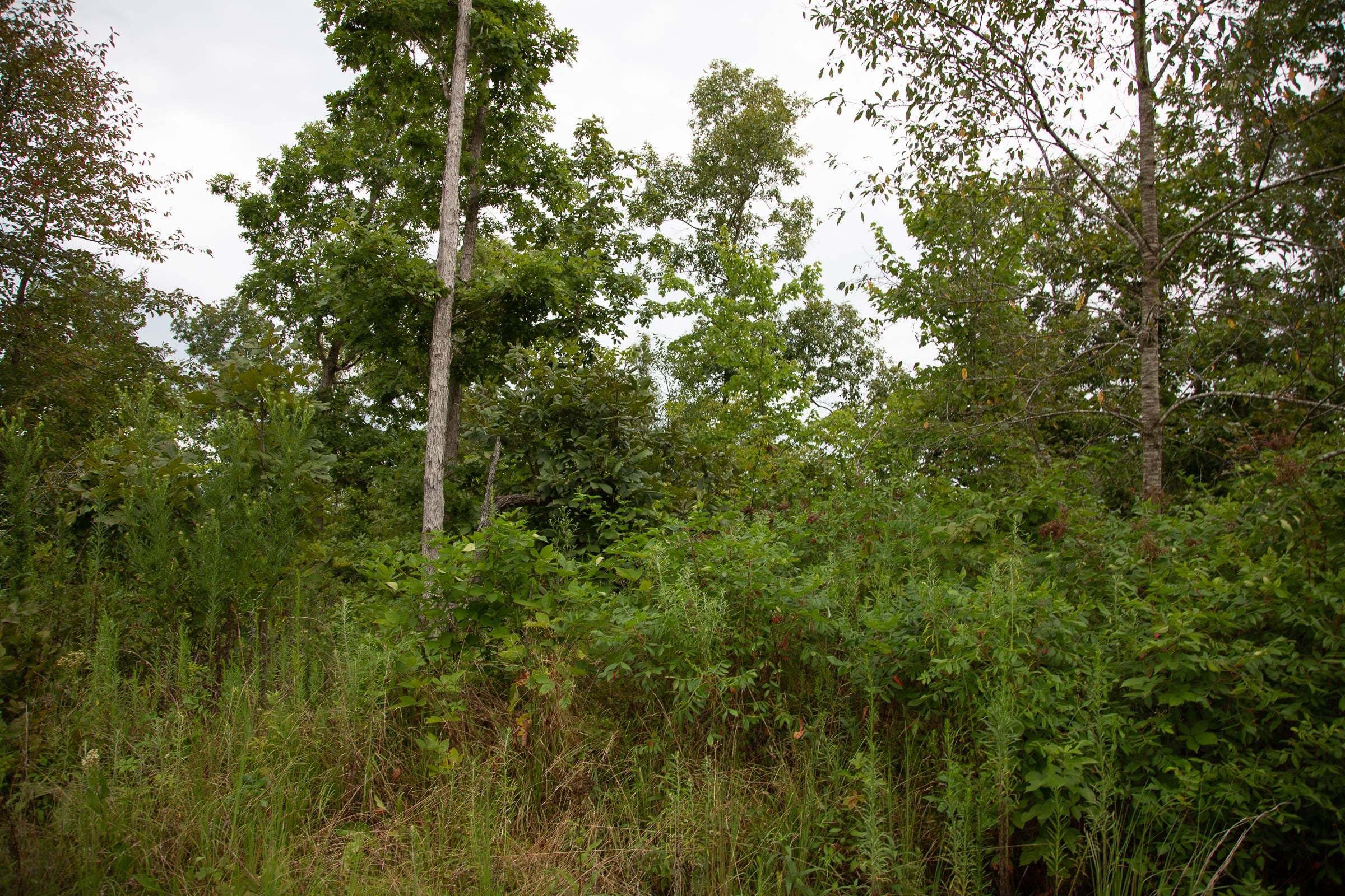 Borgmann’s Hollow Phase II Tract 40 photo 7